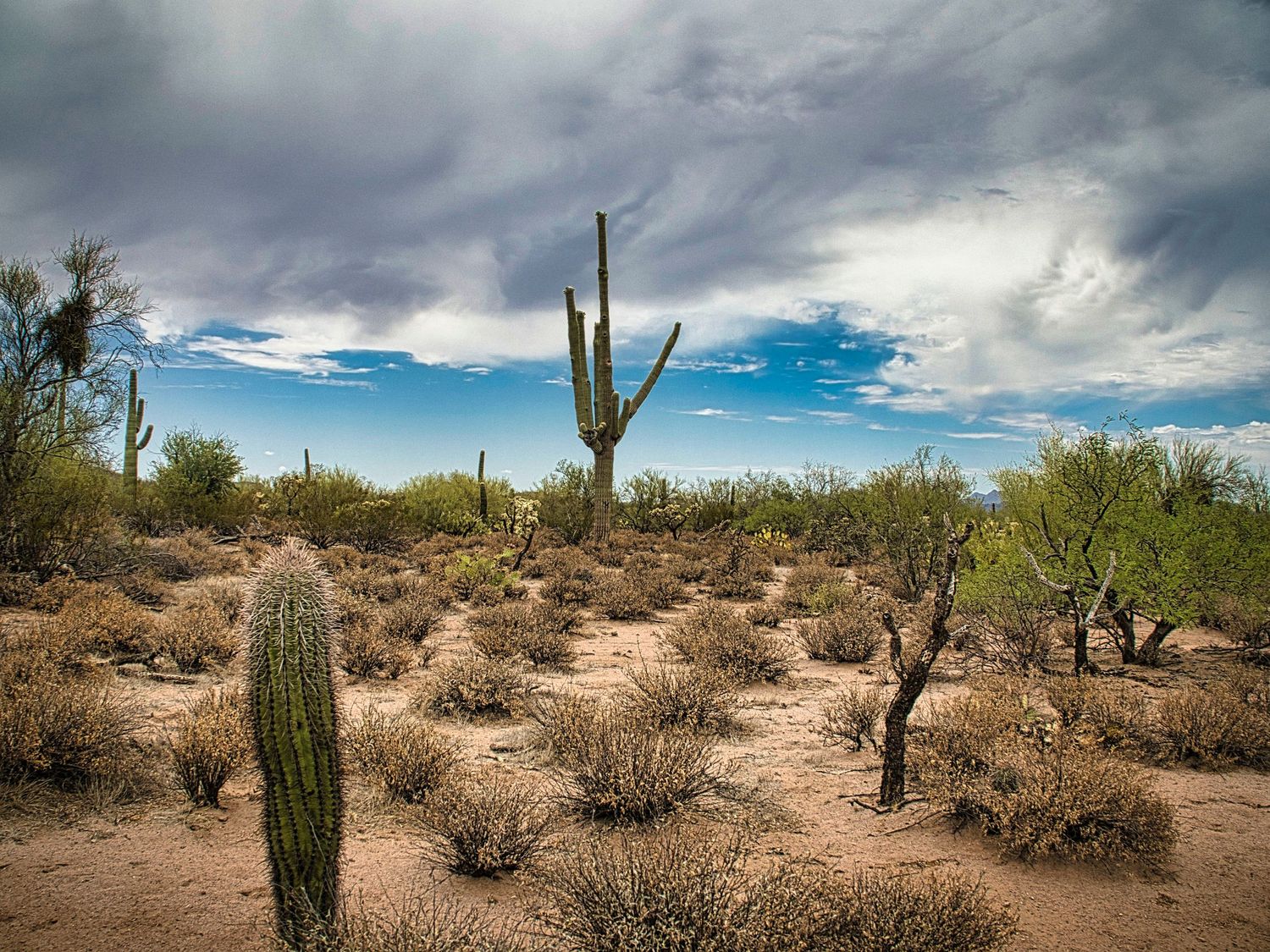 Sonoran desert saguaro