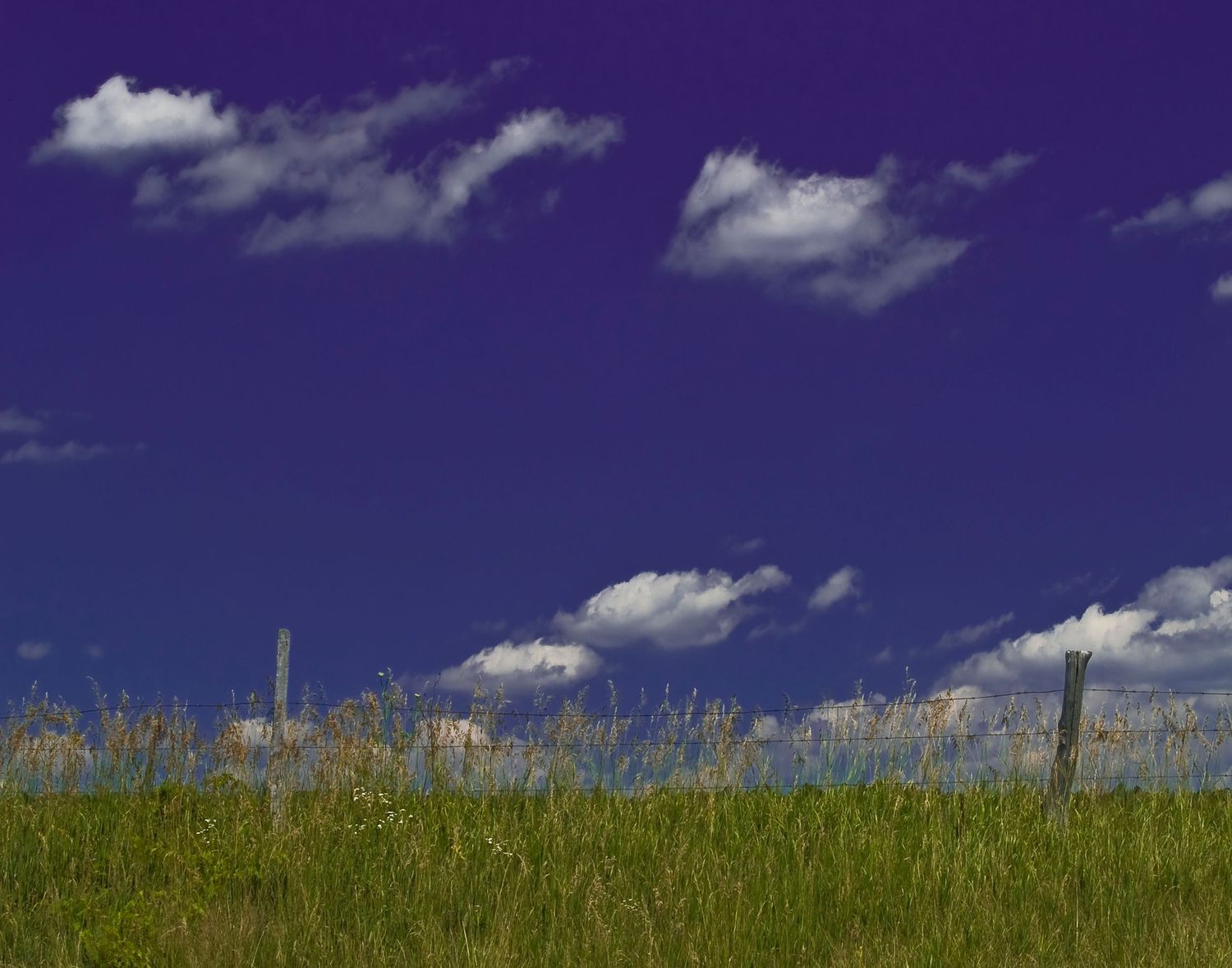 grasses, fence and sky