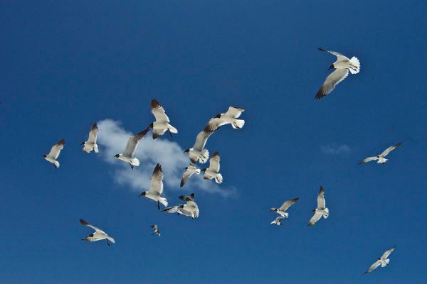seagulls against the deep blue sky