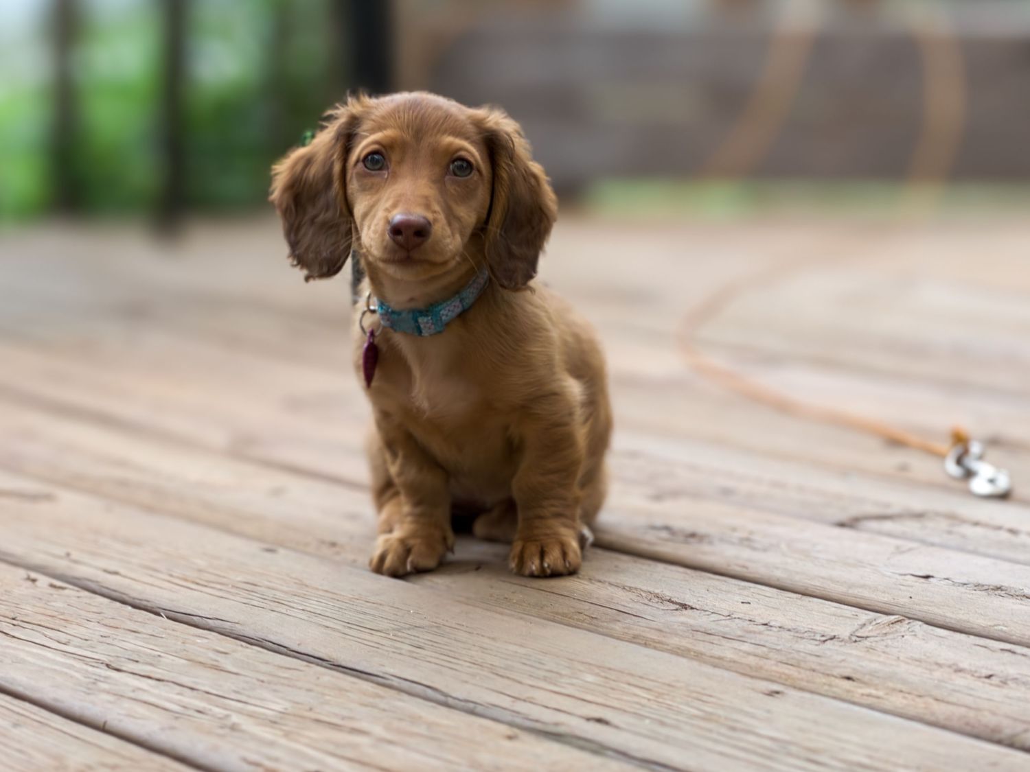 The cutest, smartest dachsund ever