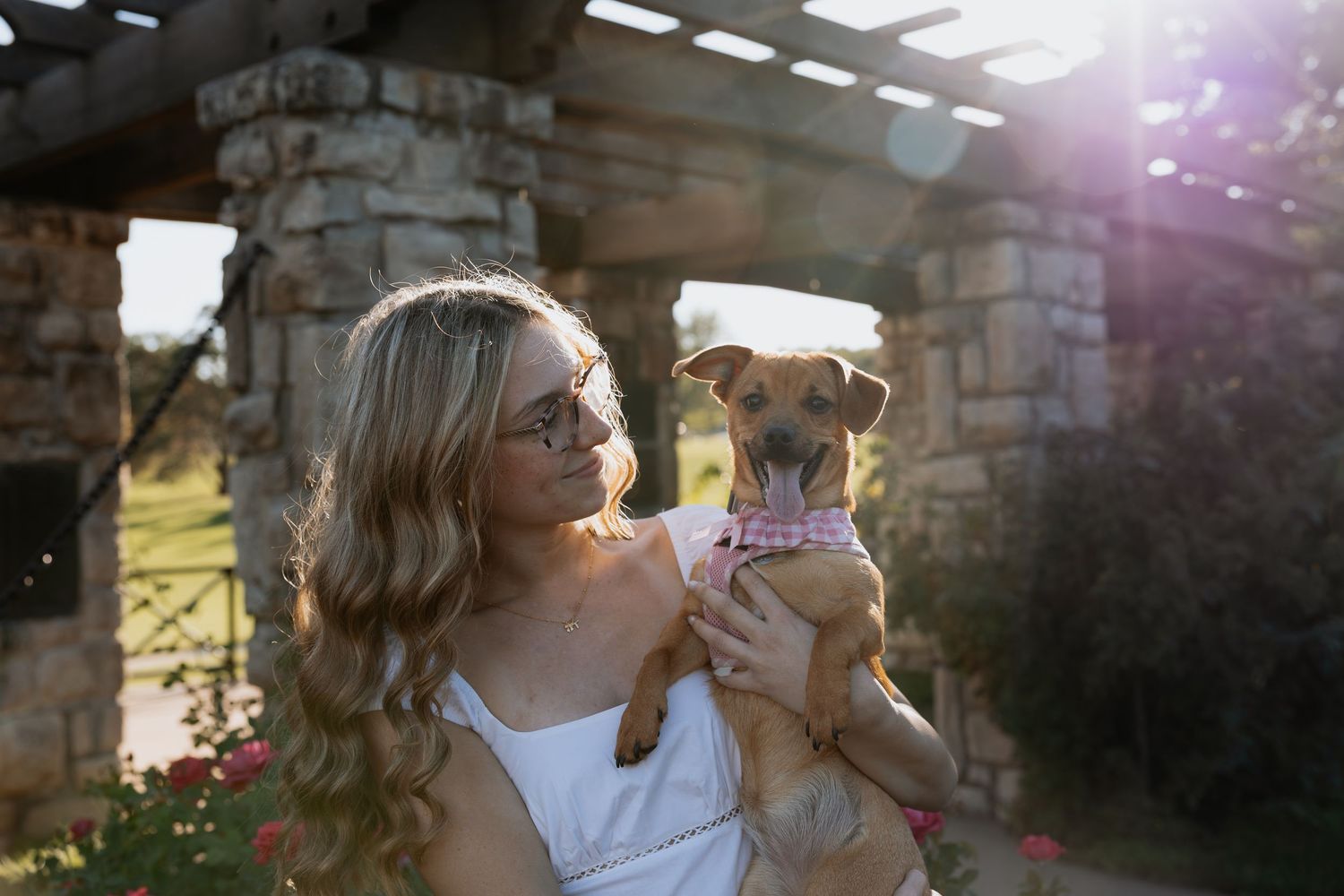A small dog wearing a purple collar is held up against a stone structure at sunset.