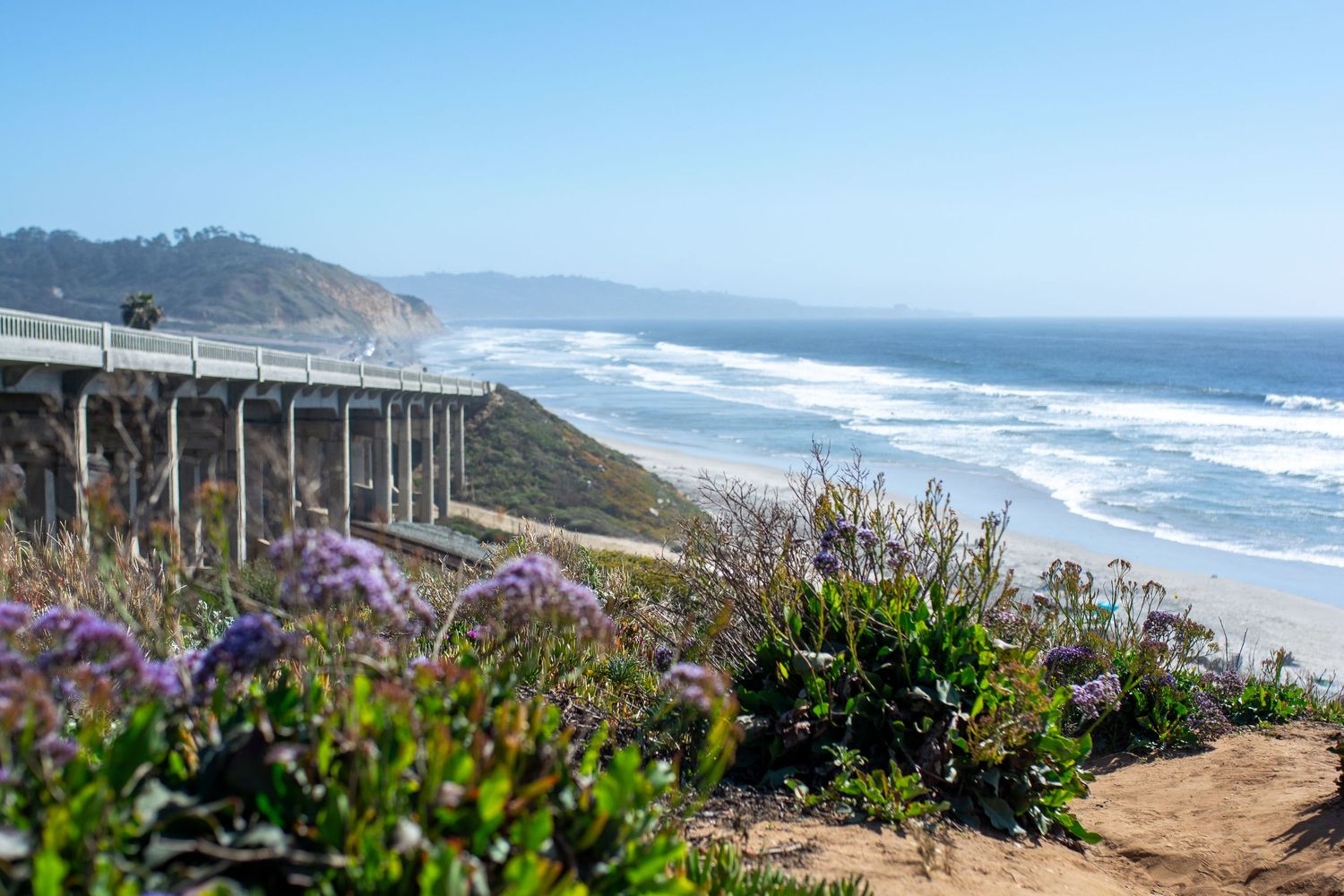 Plants in the foreground overlook the Pacific Ocean at Torrey Pines with a view of a bridge to the left.