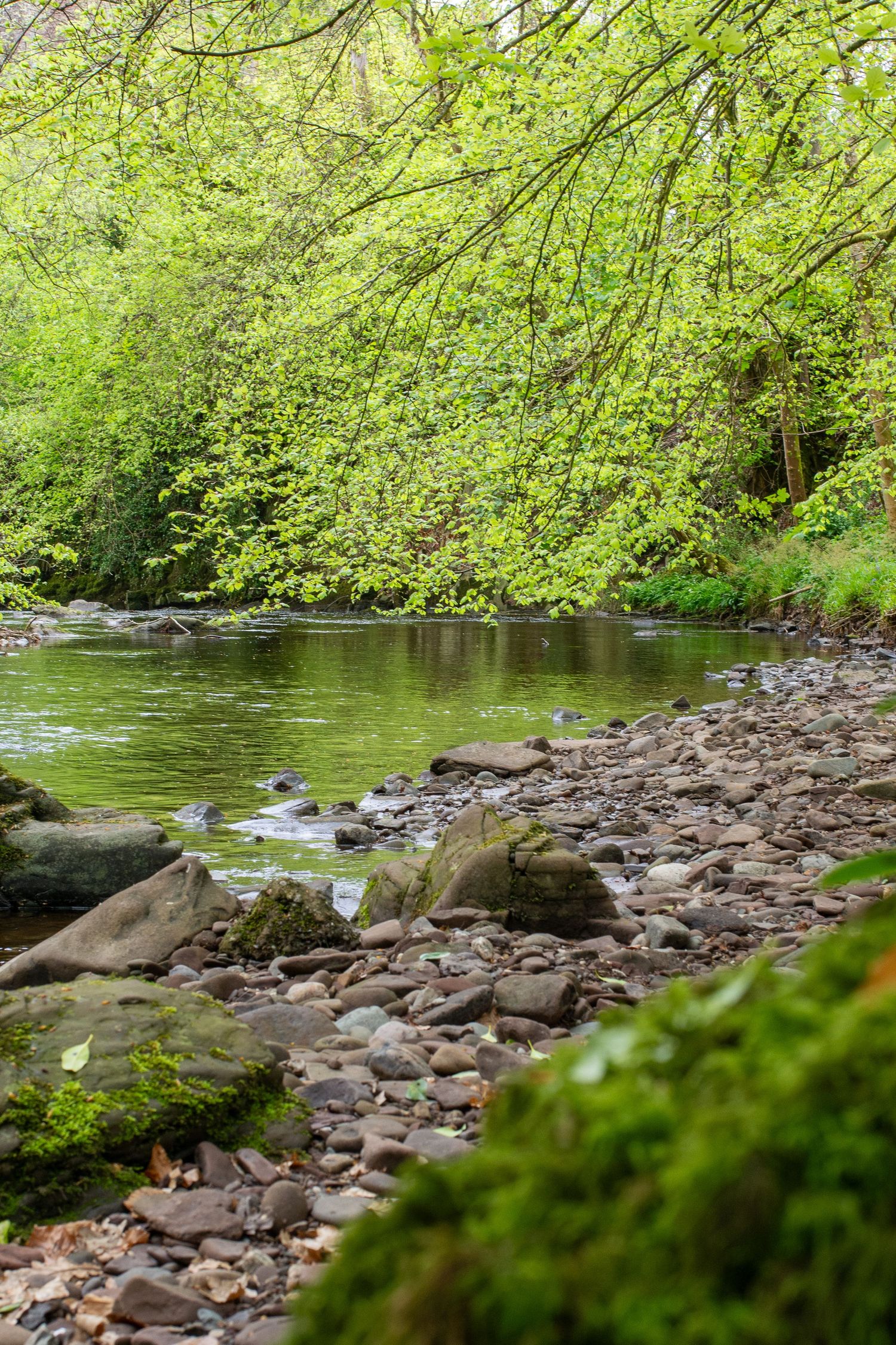 The shore of a river flanked by a small pebble beach and bright greenery.