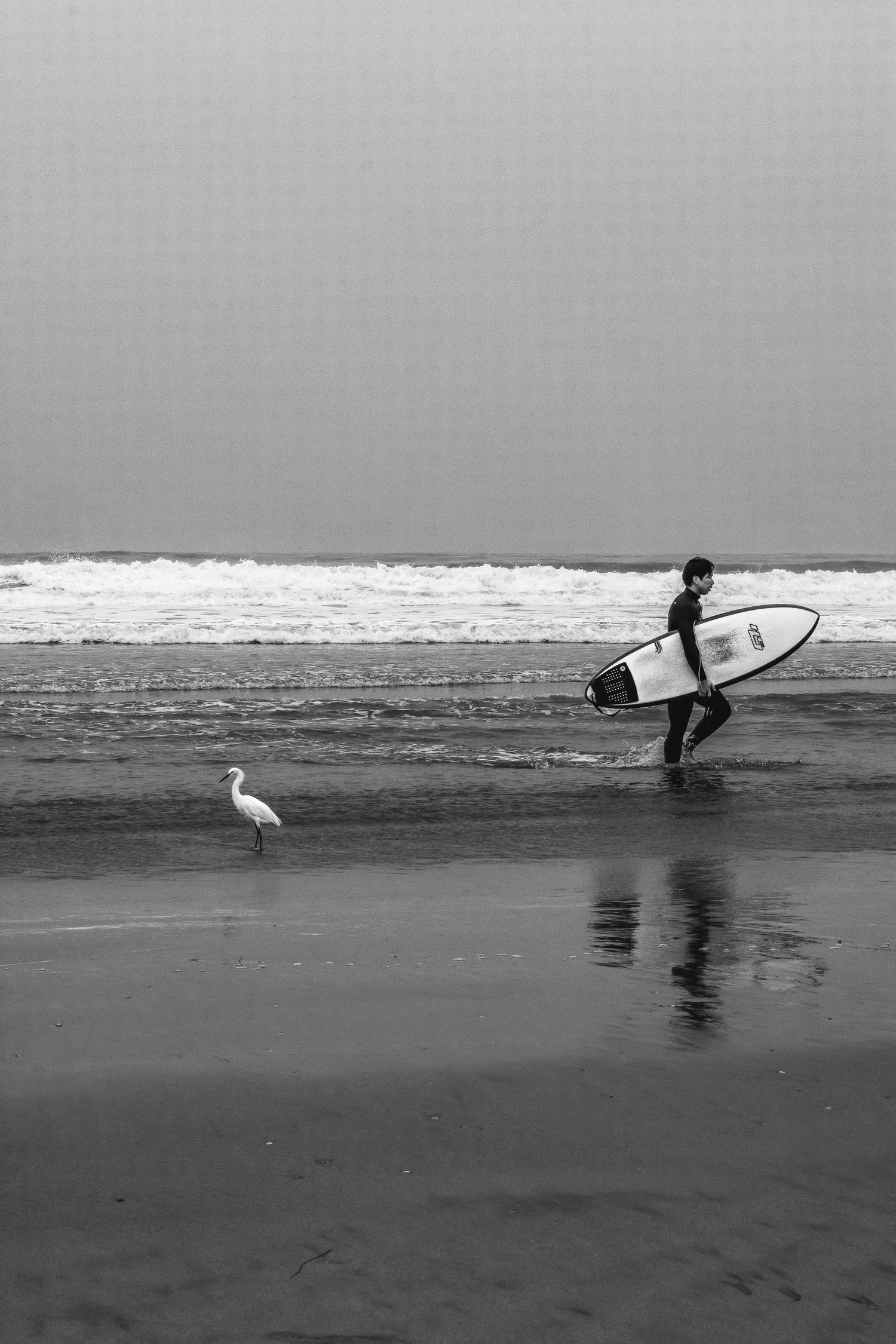 A seagull and a surfer pass by each other at the beach during an overcast morning with waves in the background.