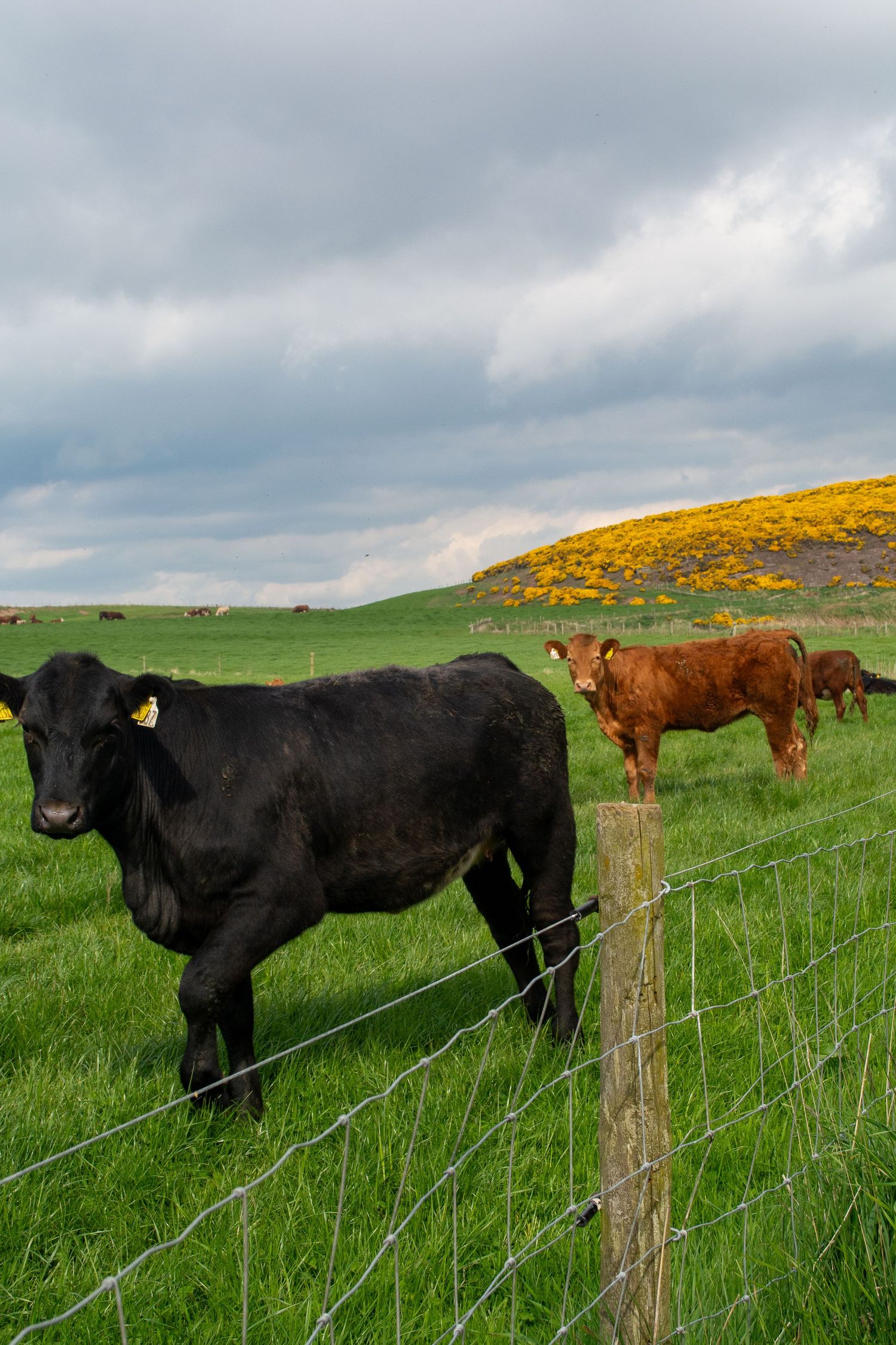 A few cows stand behind a wire fence in a lush field with yellow gorse flowers in the background.