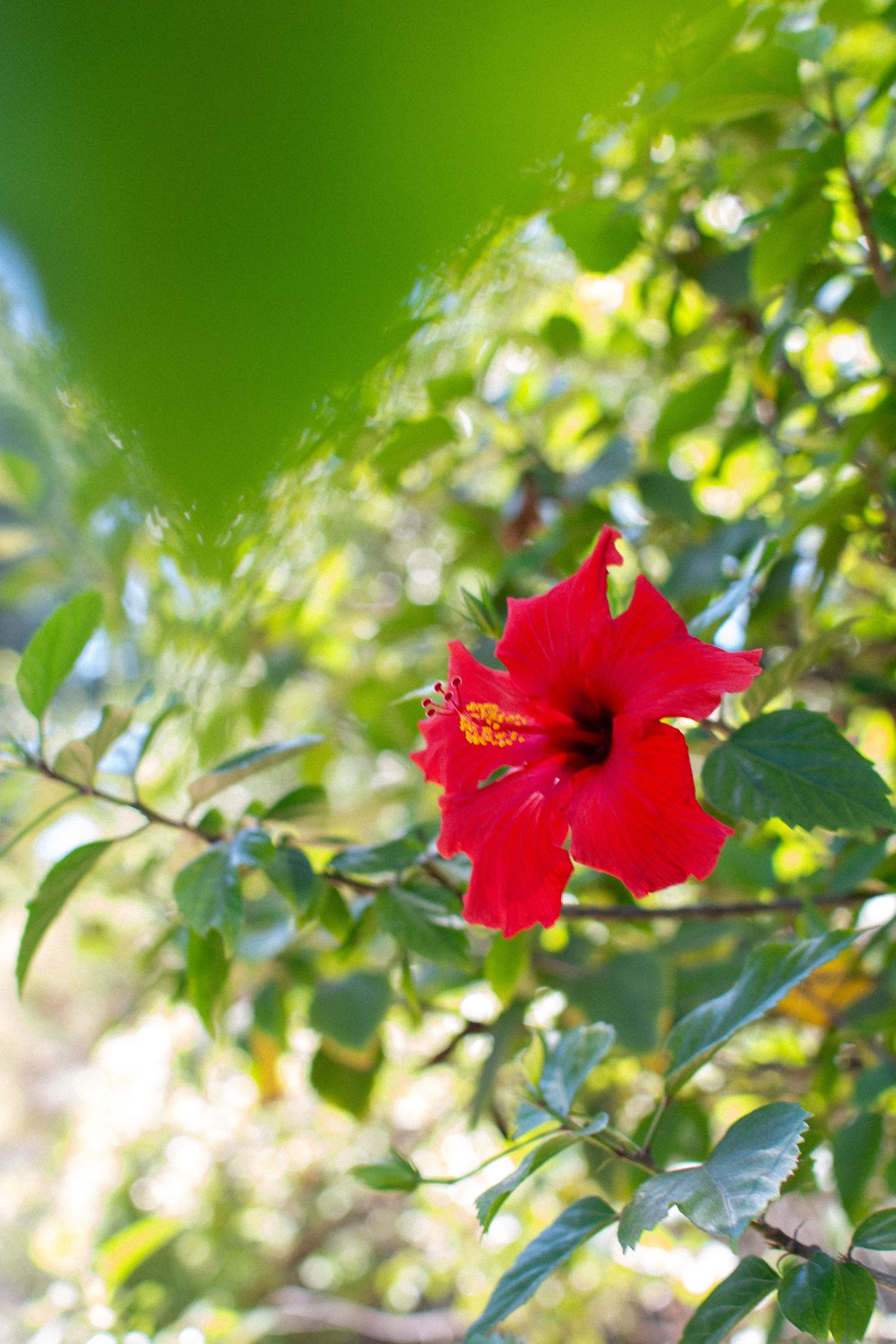 Close-up fine art photography of a vibrant red Hawaiian Hibiscus flower nestled in lush green tropical foliage, capturing the intentional be