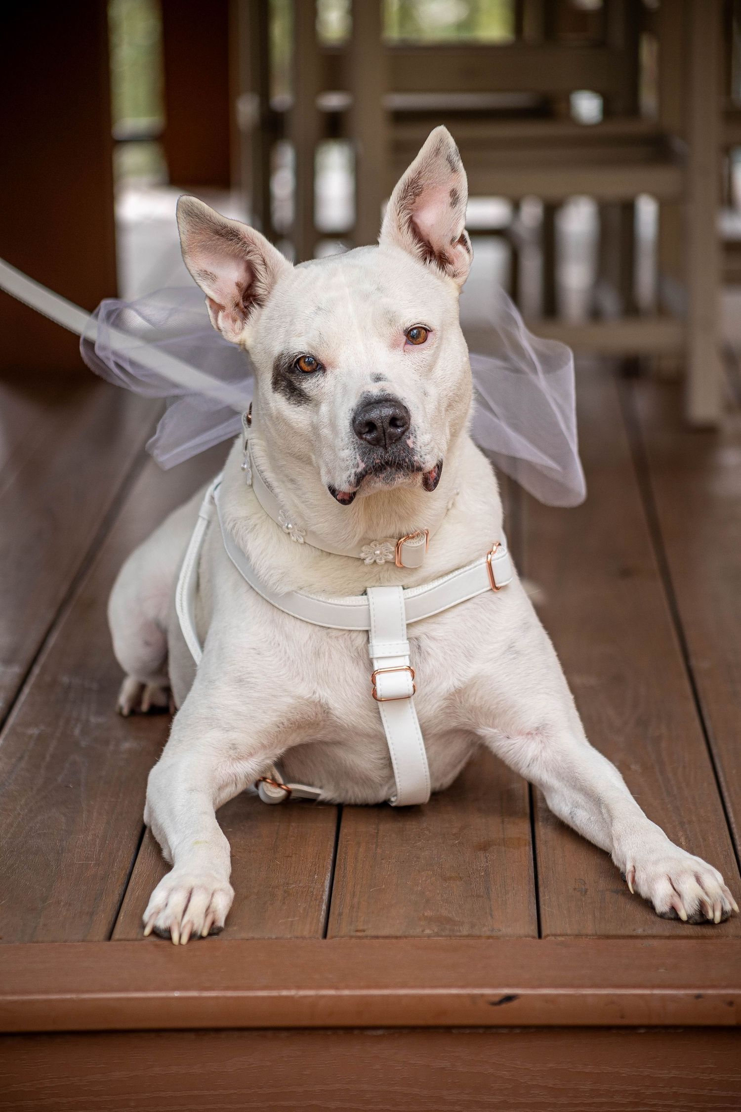 Colorado wedding photographer, Candid wedding photography Colorado, Della Terra Wedding Photographer, Mountain elopement