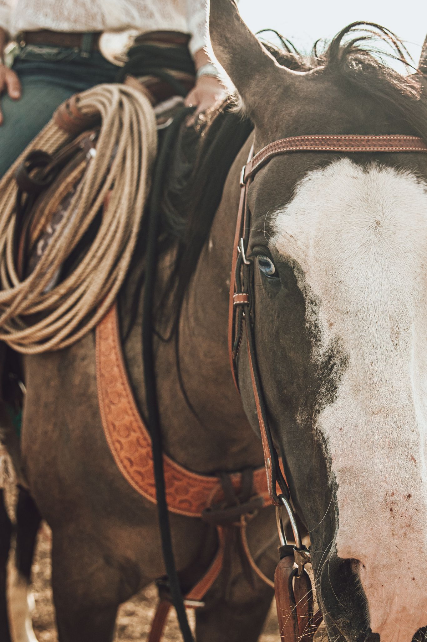 Close-up view of western horse saddles and riding equipment arranged in a row showing leather details and craftsmanship.