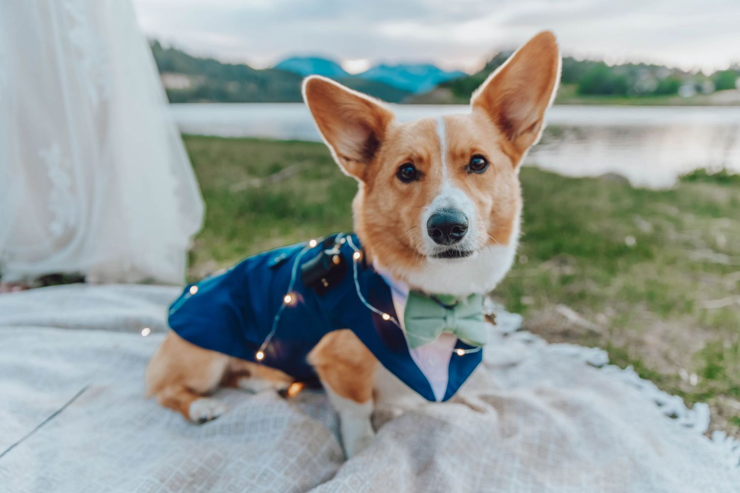 A Corgi wearing a navy blue bowtie collar lies on rocky ground during an outdoor wedding.
