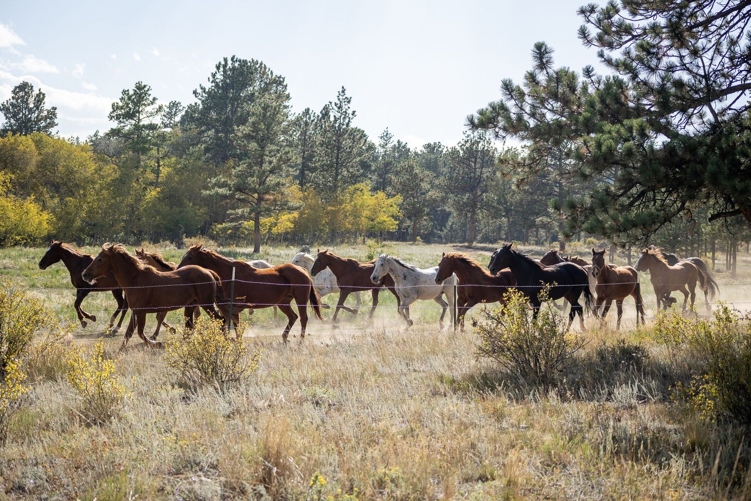 mountain wedding, rustic wedding, Colorado wedding, Sundance Trail Guest Ranch, Red Feather wedding, sunset wedding phot