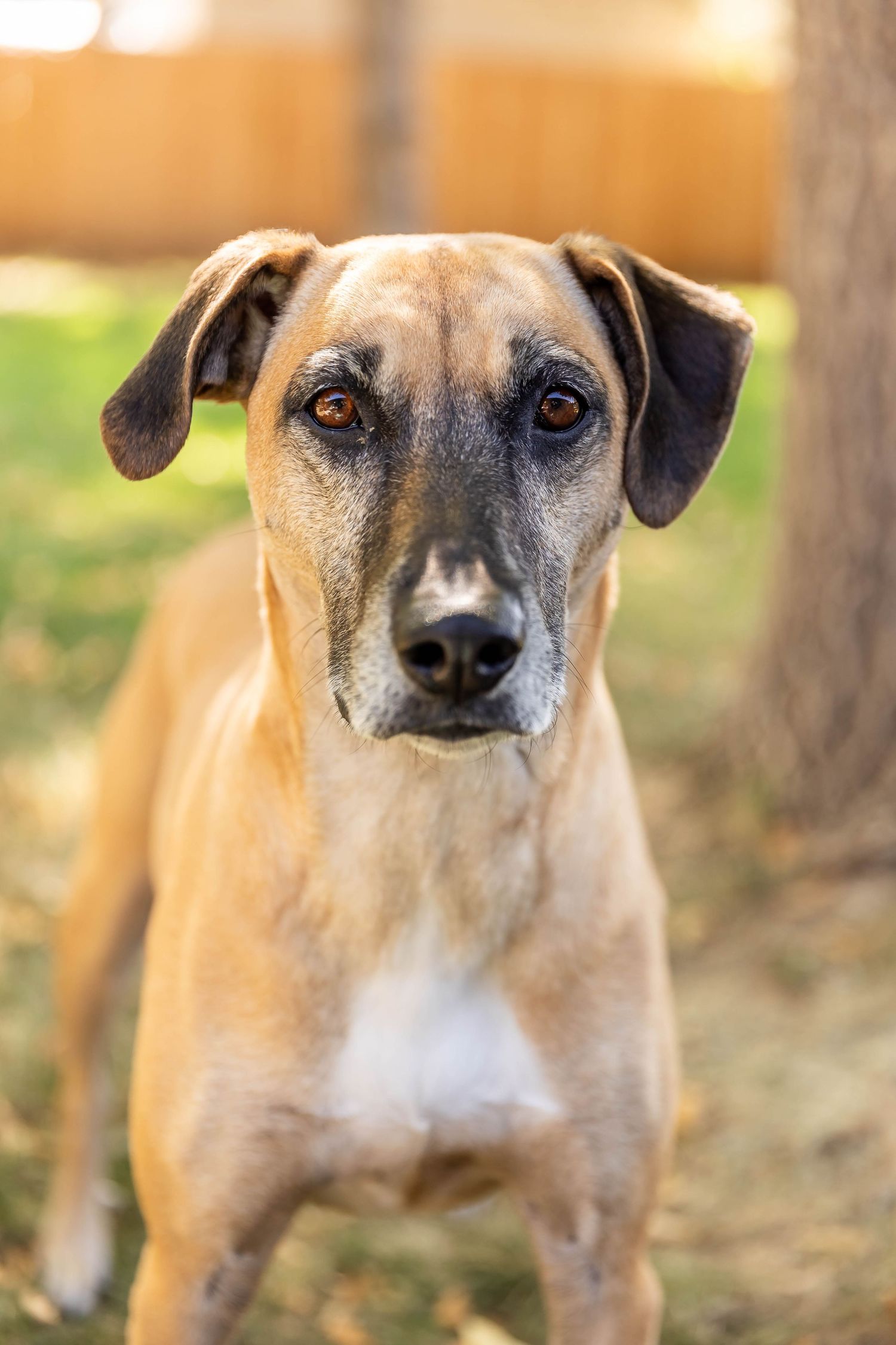Loveland Pet Photographer, Colorado Dog Photographer, Fort Collins Dog Photographer, Estes Park Pet Photographer