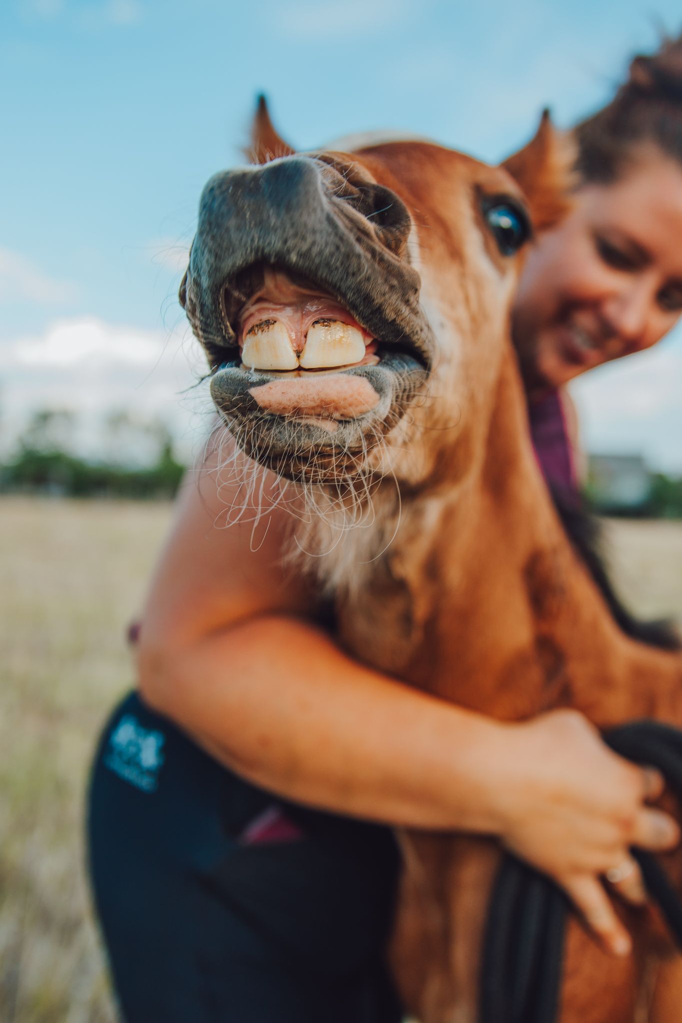 Close-up shots of a brown horse's nose and mouth from different angles in an outdoor setting.
