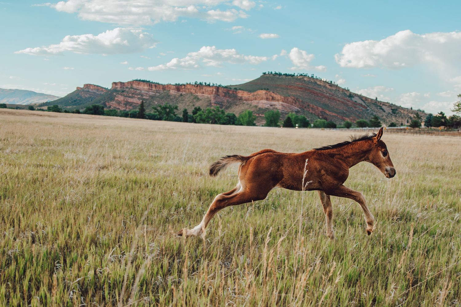 A chestnut horse gallops gracefully through a golden wheat field against a blue sky with scattered clouds.