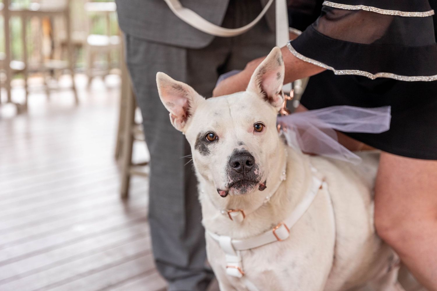 Colorado wedding photographer, Candid wedding photography Colorado, Della Terra Wedding Photographer, Mountain elopement