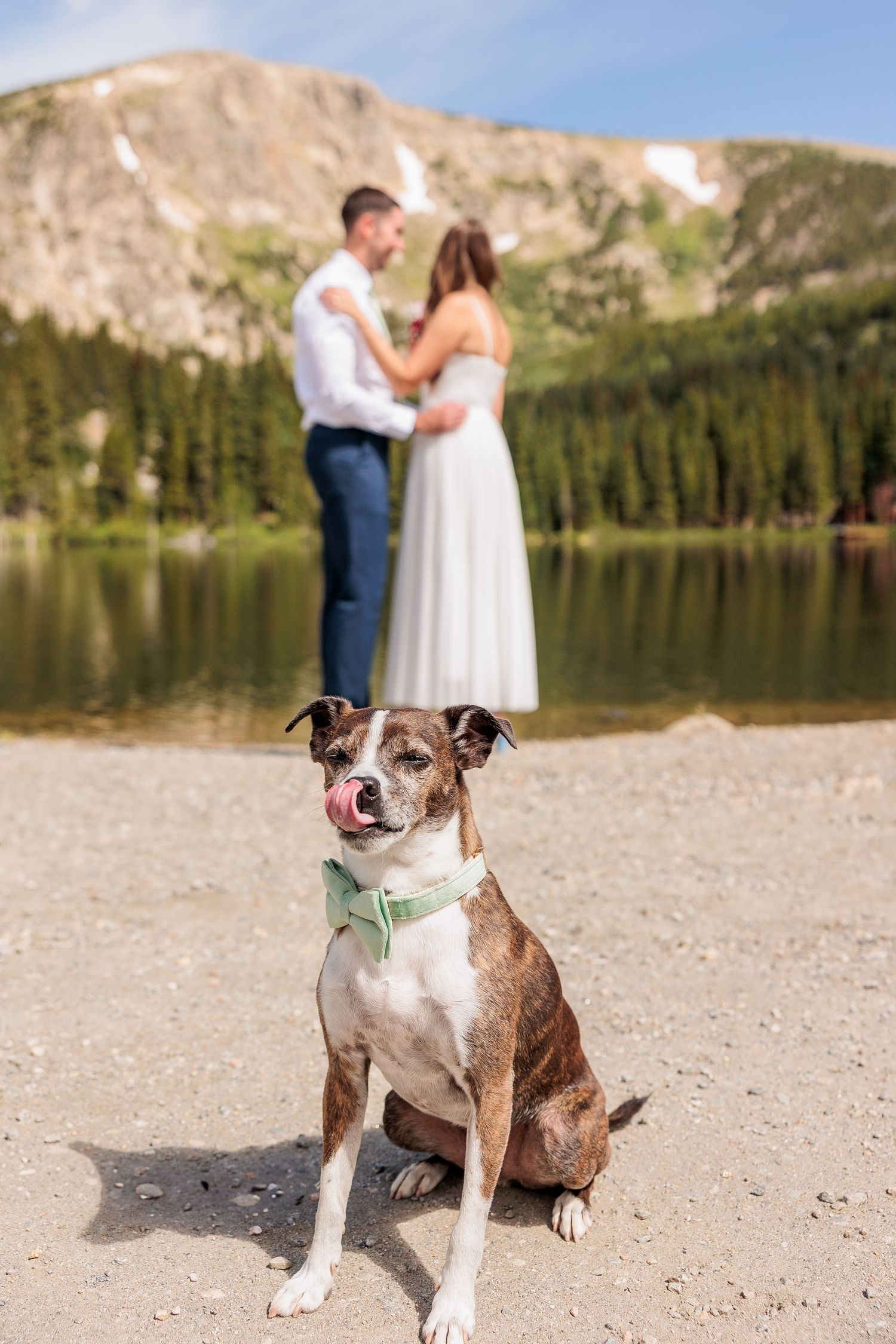 A brown and white dog sits attentively on a beach with a mountain lake and peaks in the background.