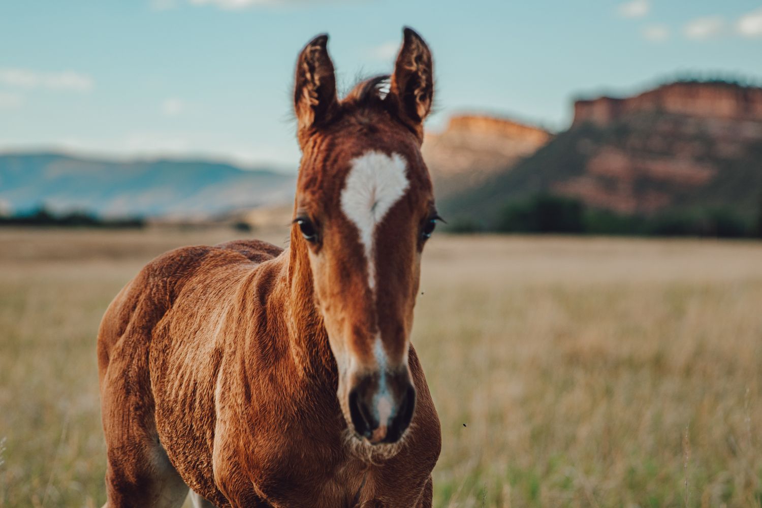 A brown horse with a white blaze marking stands in a grassy field with mountains visible in the background.