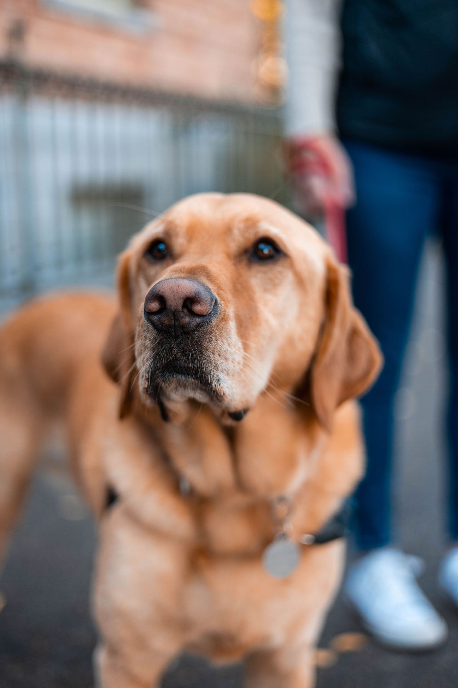 Close-up series of a brown Labrador retriever's face showing different angles and expressions.