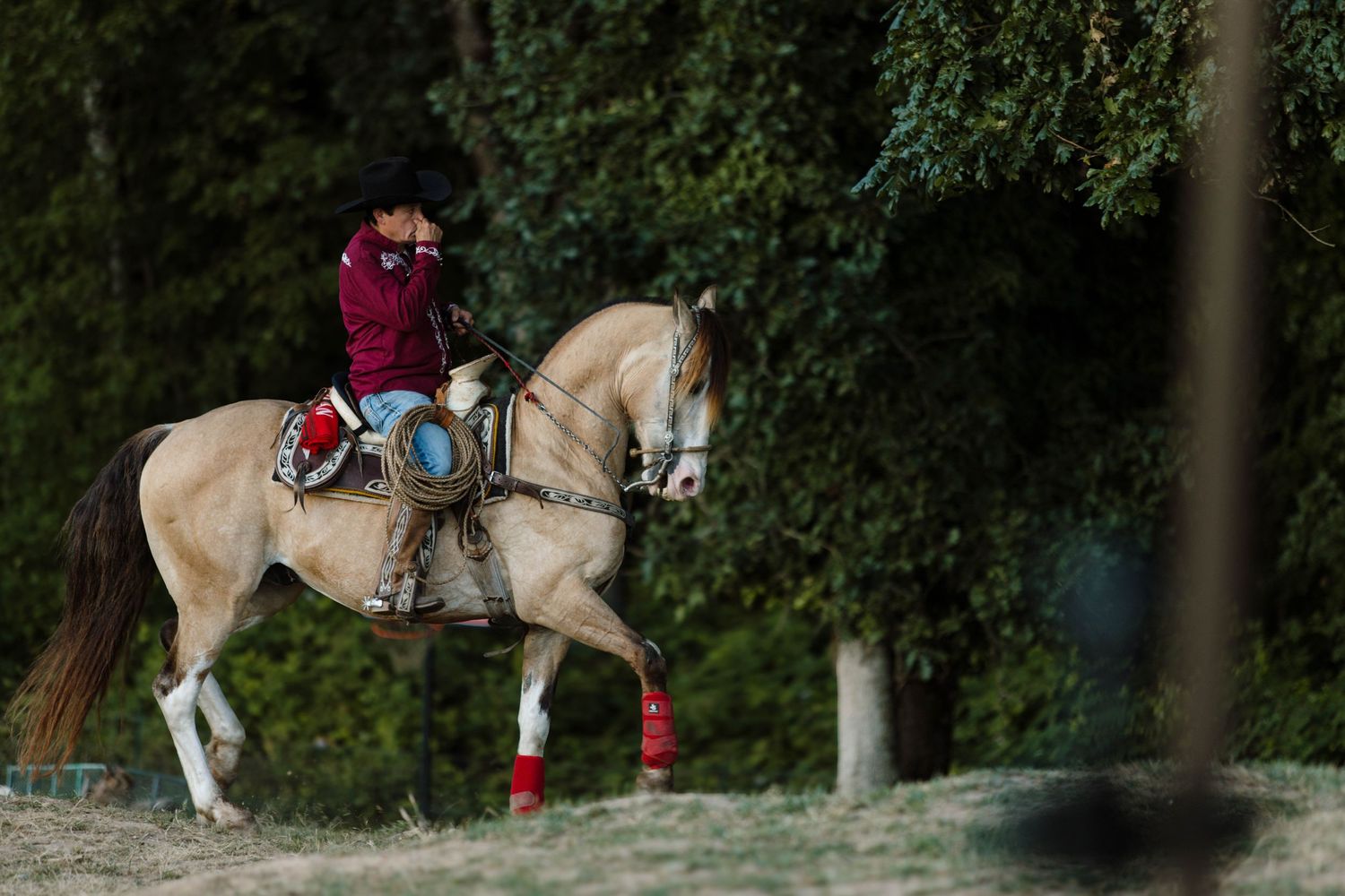 Horse riders traverse a wooded trail in dappled sunlight during an afternoon ride.