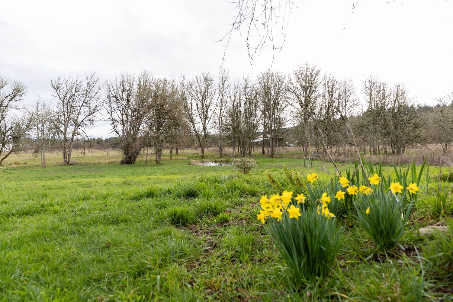 A row of bright yellow daffodils blooming in a green spring meadow with trees in the background.