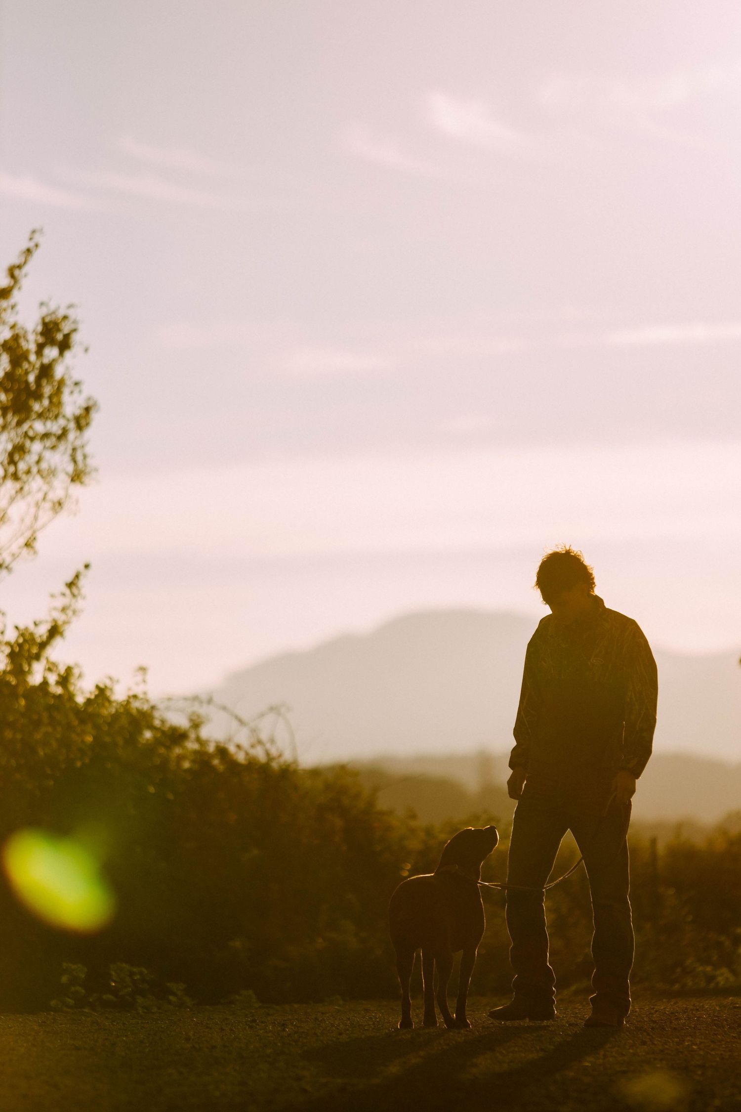 A silhouetted figure walks with a dog against a sunset sky in a serene outdoor setting.