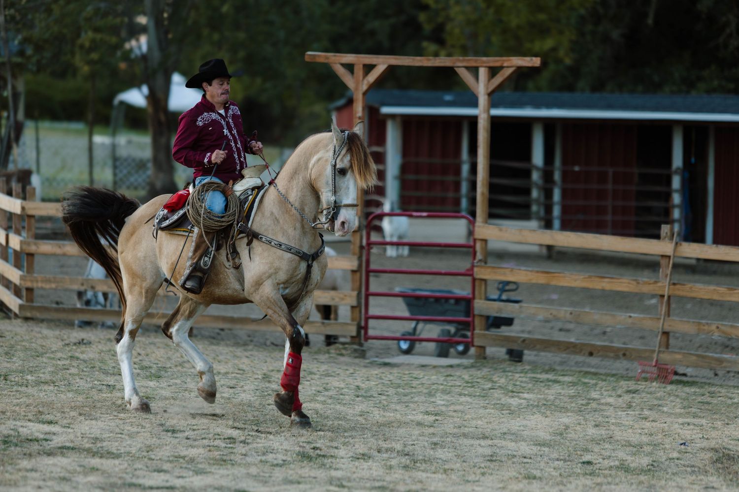 A rider practices barrel racing on a light-colored horse in a dusty arena with wooden fencing.