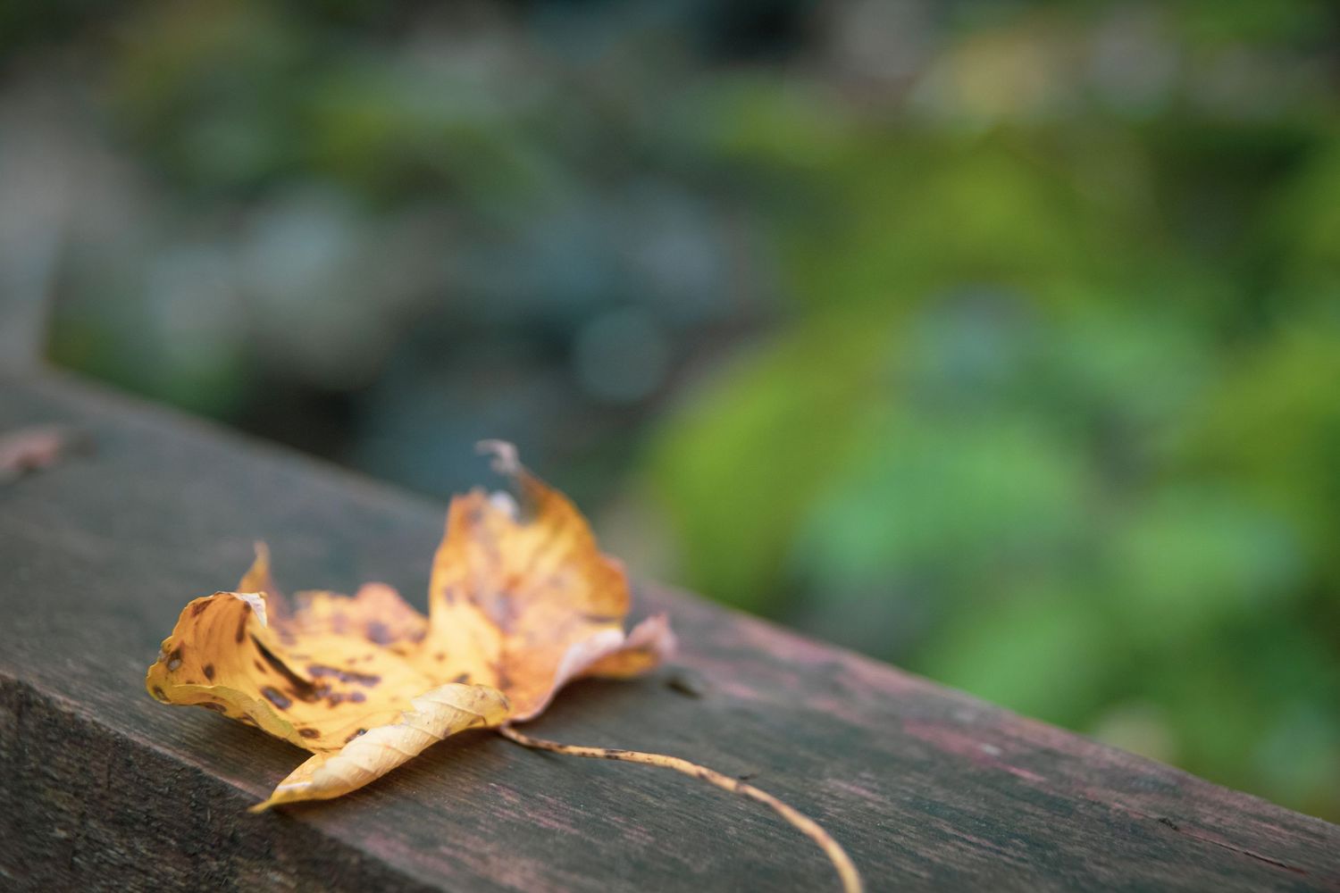 Gros plan sur une feuille d'automne, Alicia Casanova photographe de détails