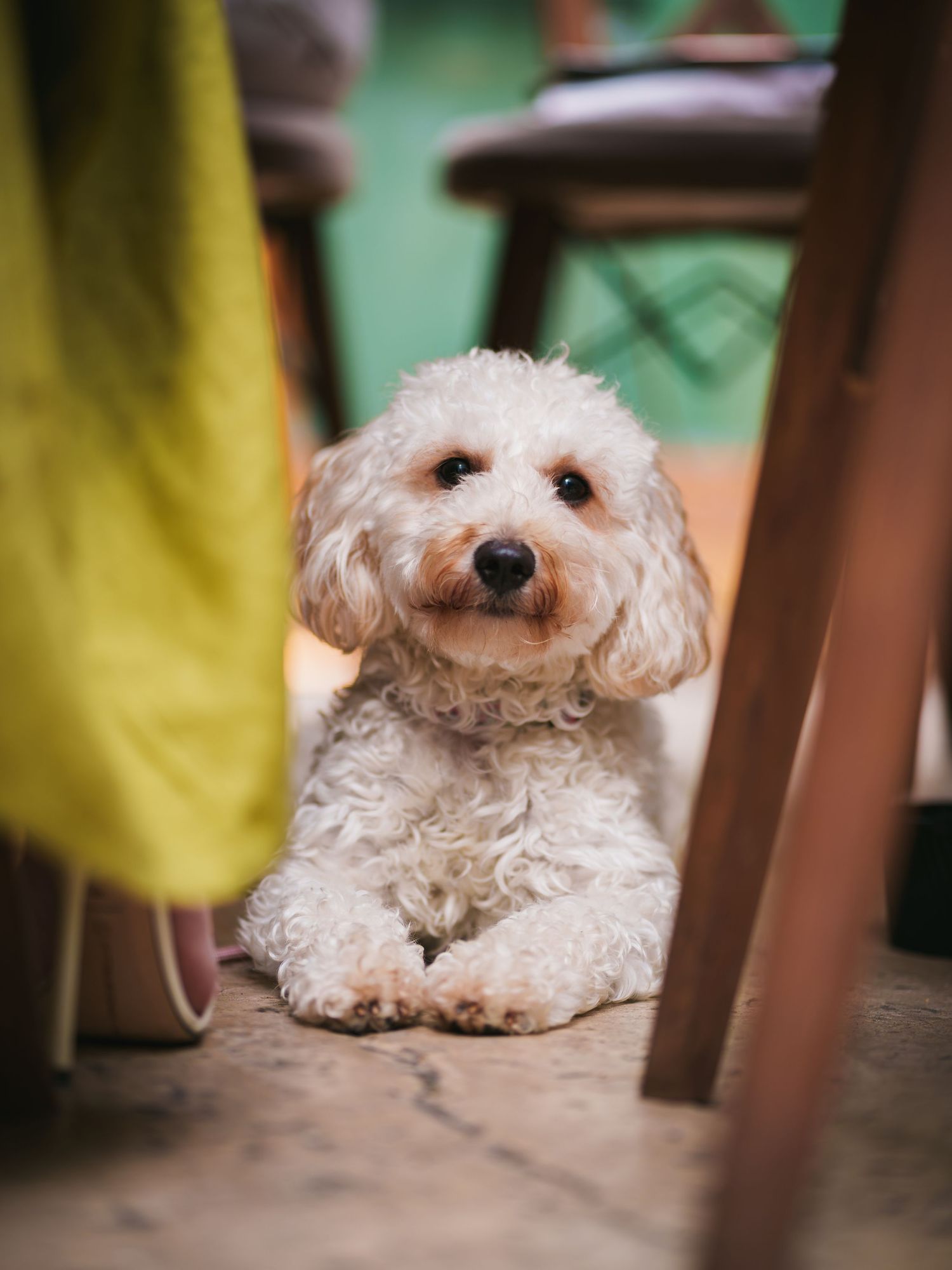 A fluffy white Cavapoo dog lying on the floor under wooden chairs, looking up with adorable brown eyes.