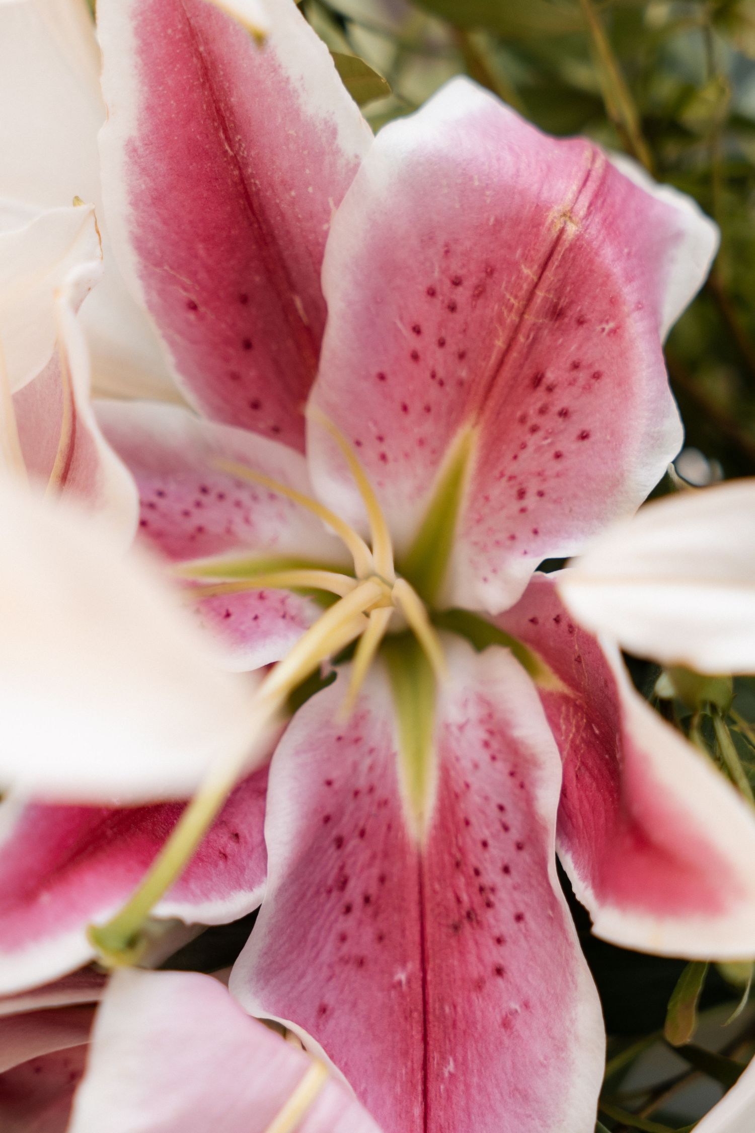Gros plan sur un lys rose composant le bouquet de la mariée.