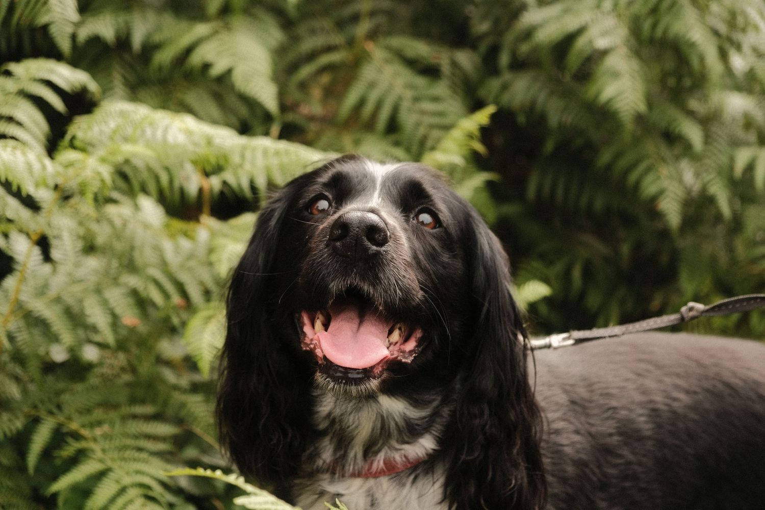 A happy black and white Springer Spaniel dog on a leash, panting with tongue out among lush green ferns.