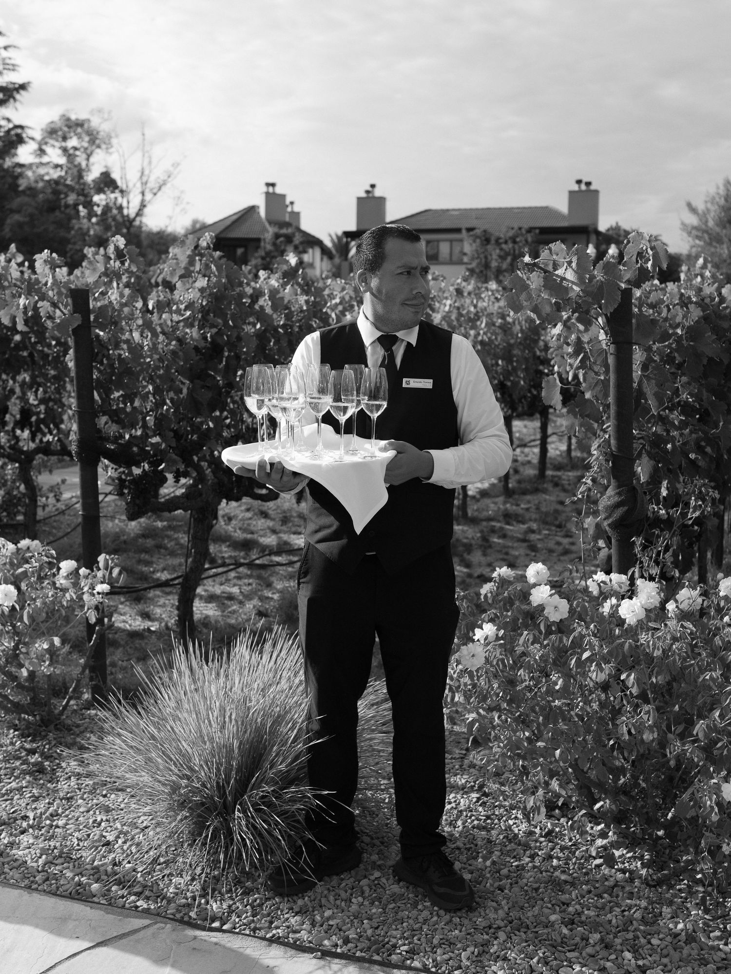 Black and white photo of elegant waiter holding champagne glasses tray in front of vineyard rows.