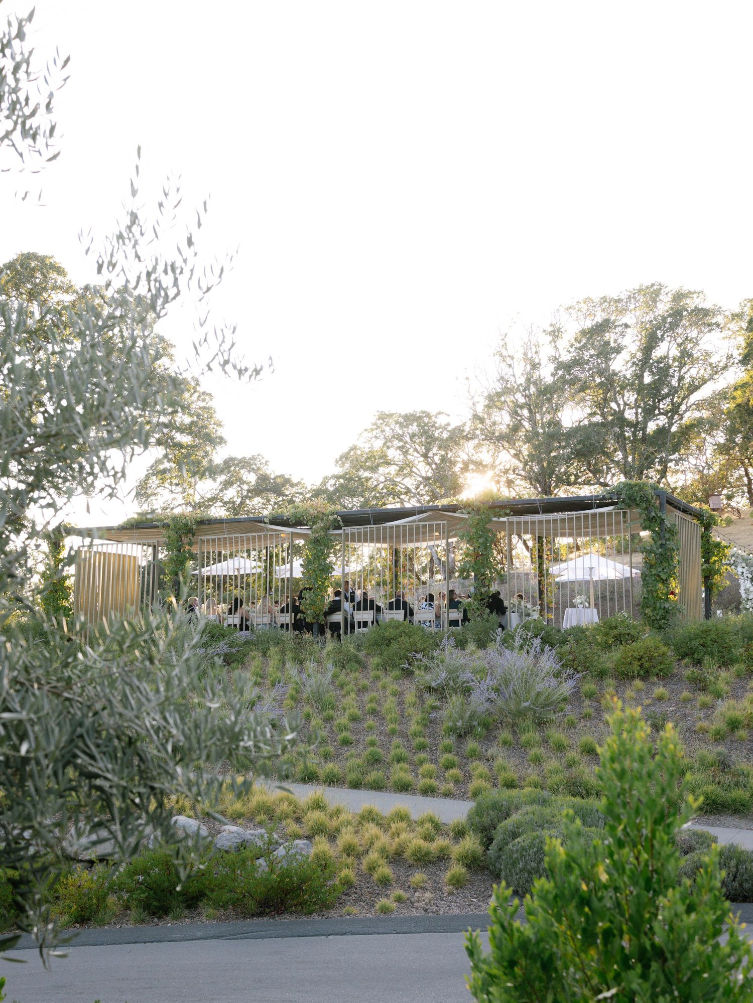 Golden hour sunset over outdoor wedding reception venue surrounded by olive trees and lavender.