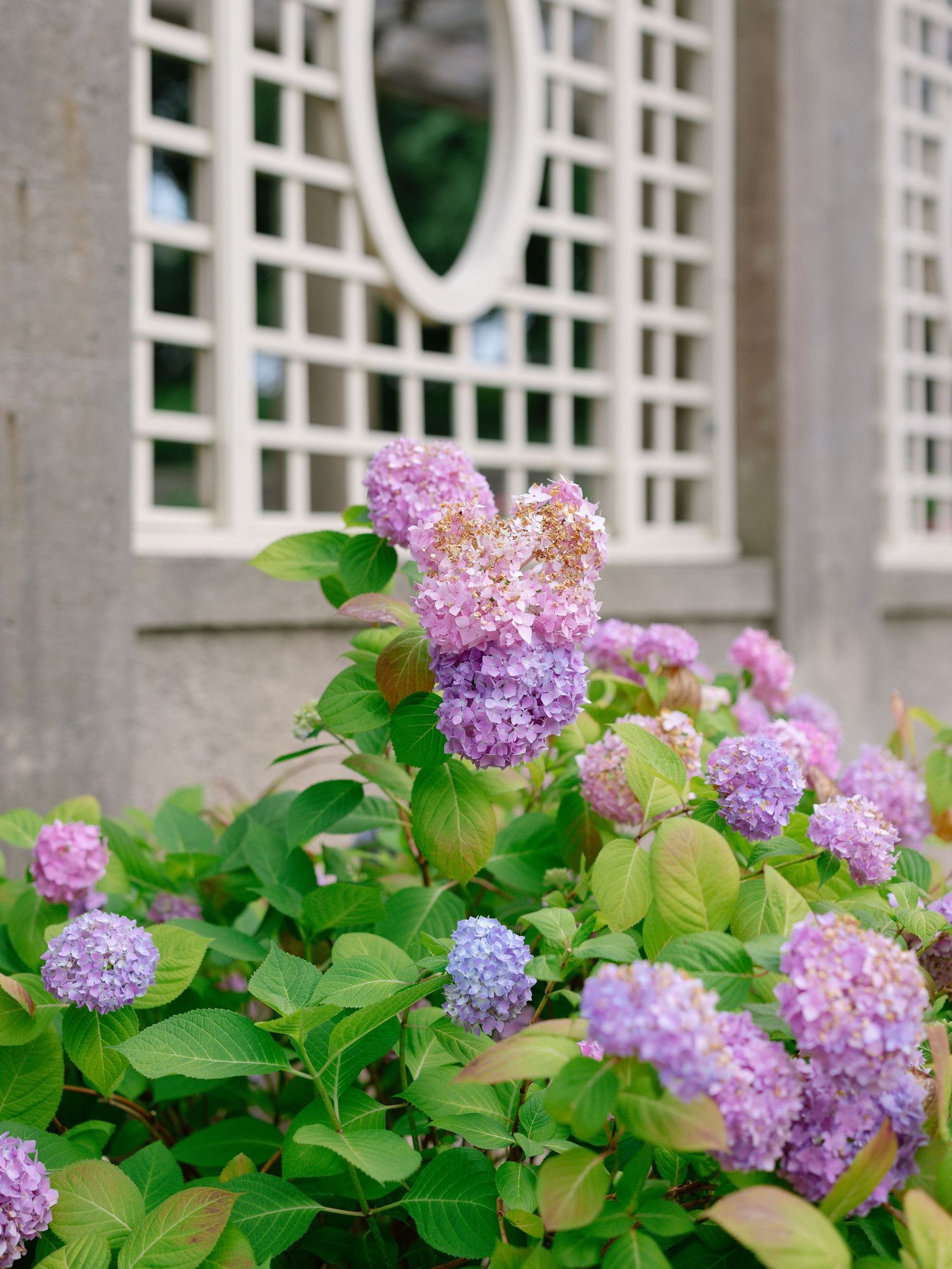 Purple and lavender hydrangeas blooming beside white lattice garden wall with oval window.