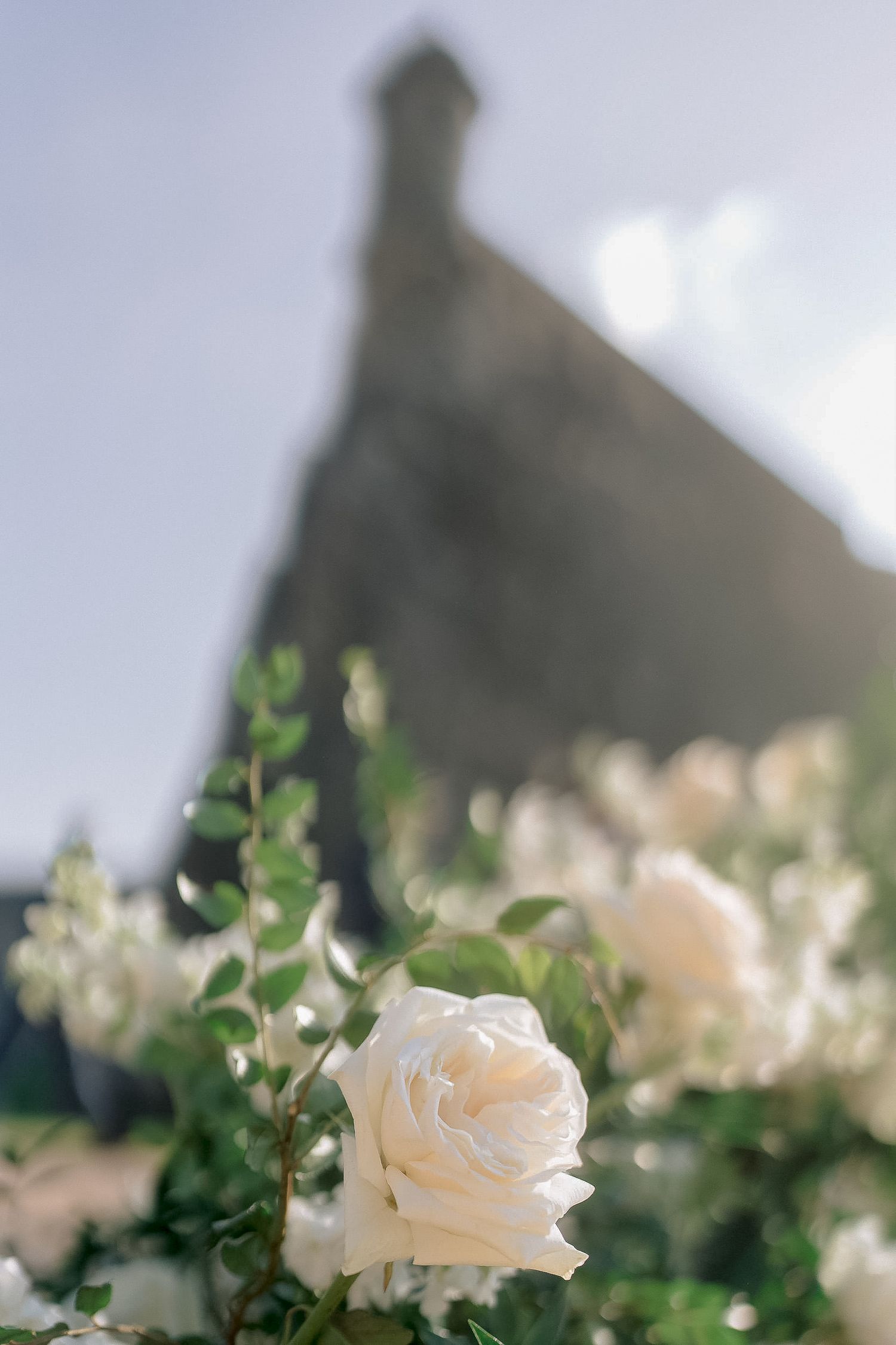 White roses bloom in soft focus foreground with a blurred stone church steeple against a bright sky backdrop.