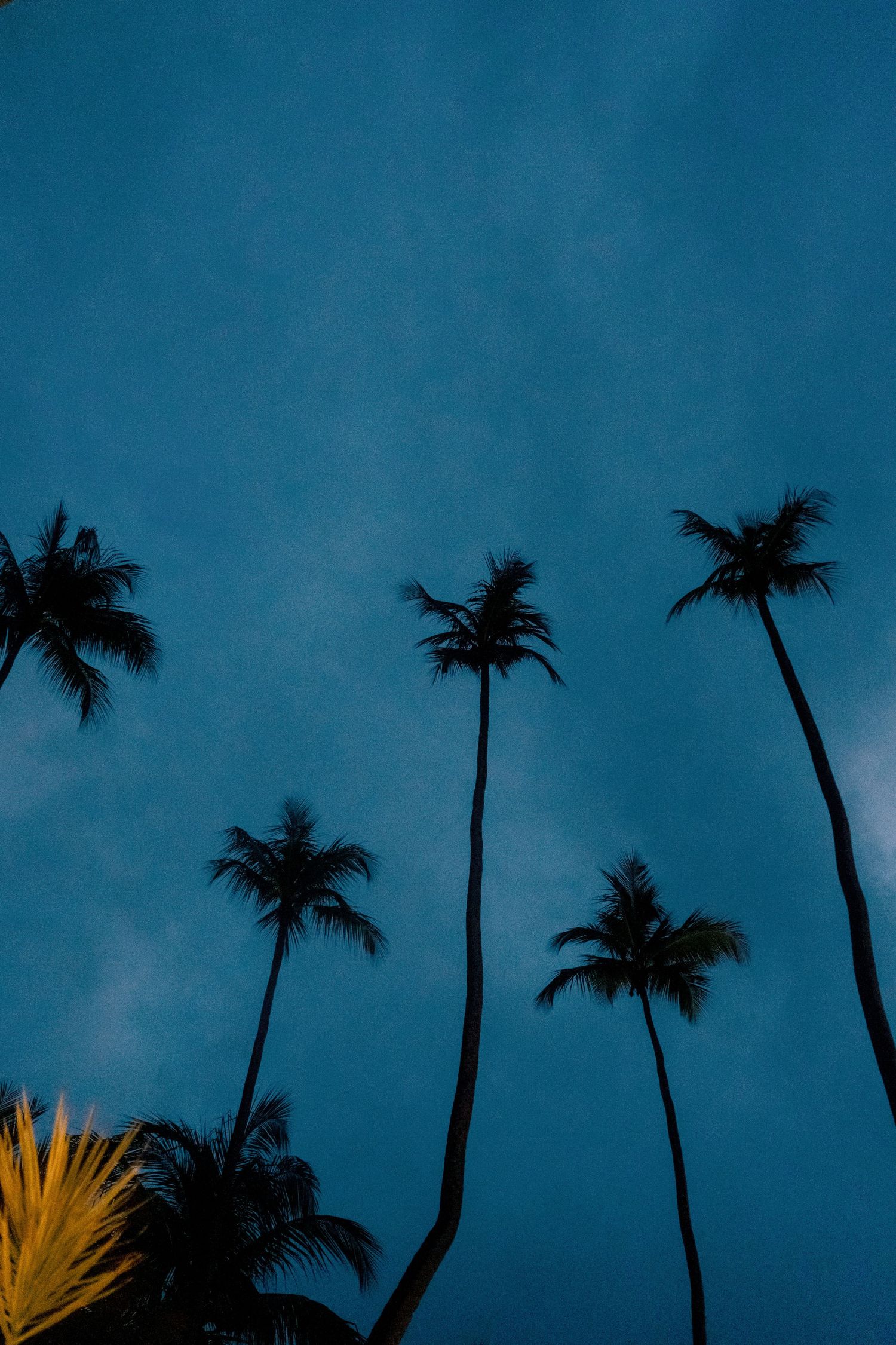 Low angle view of tall palm tree silhouettes against deep blue twilight sky at tropical location.