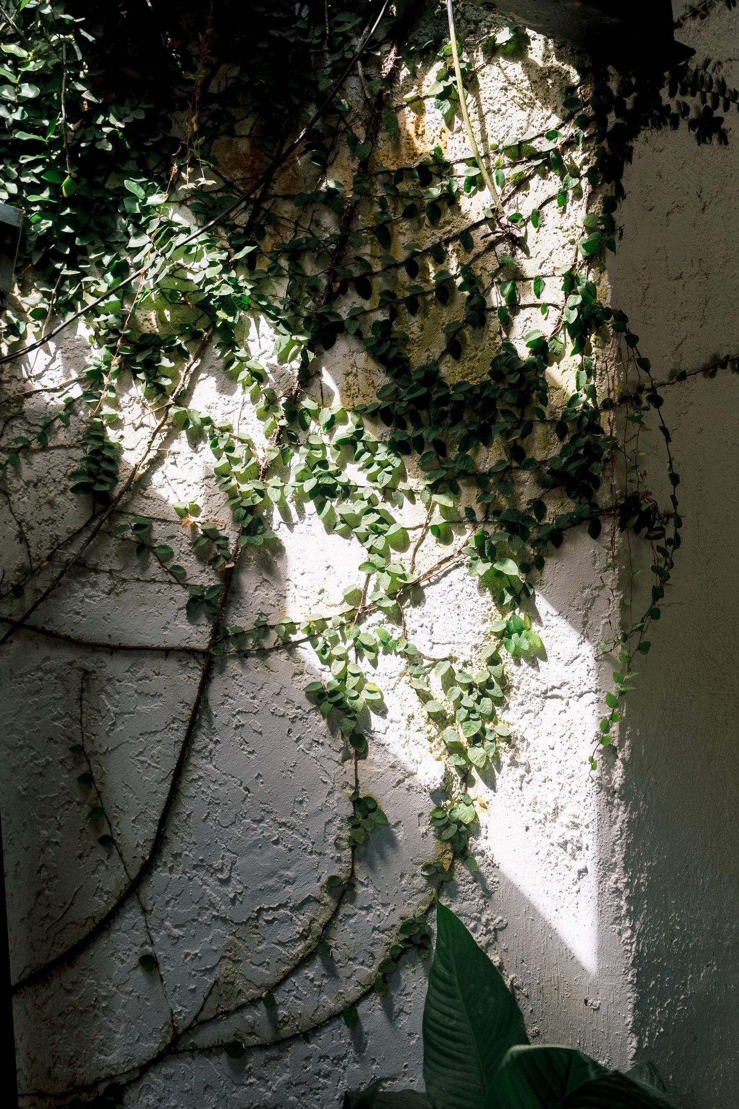 Ivy vines climbing a sunlit white textured wall, casting delicate shadows with lush green leaves.