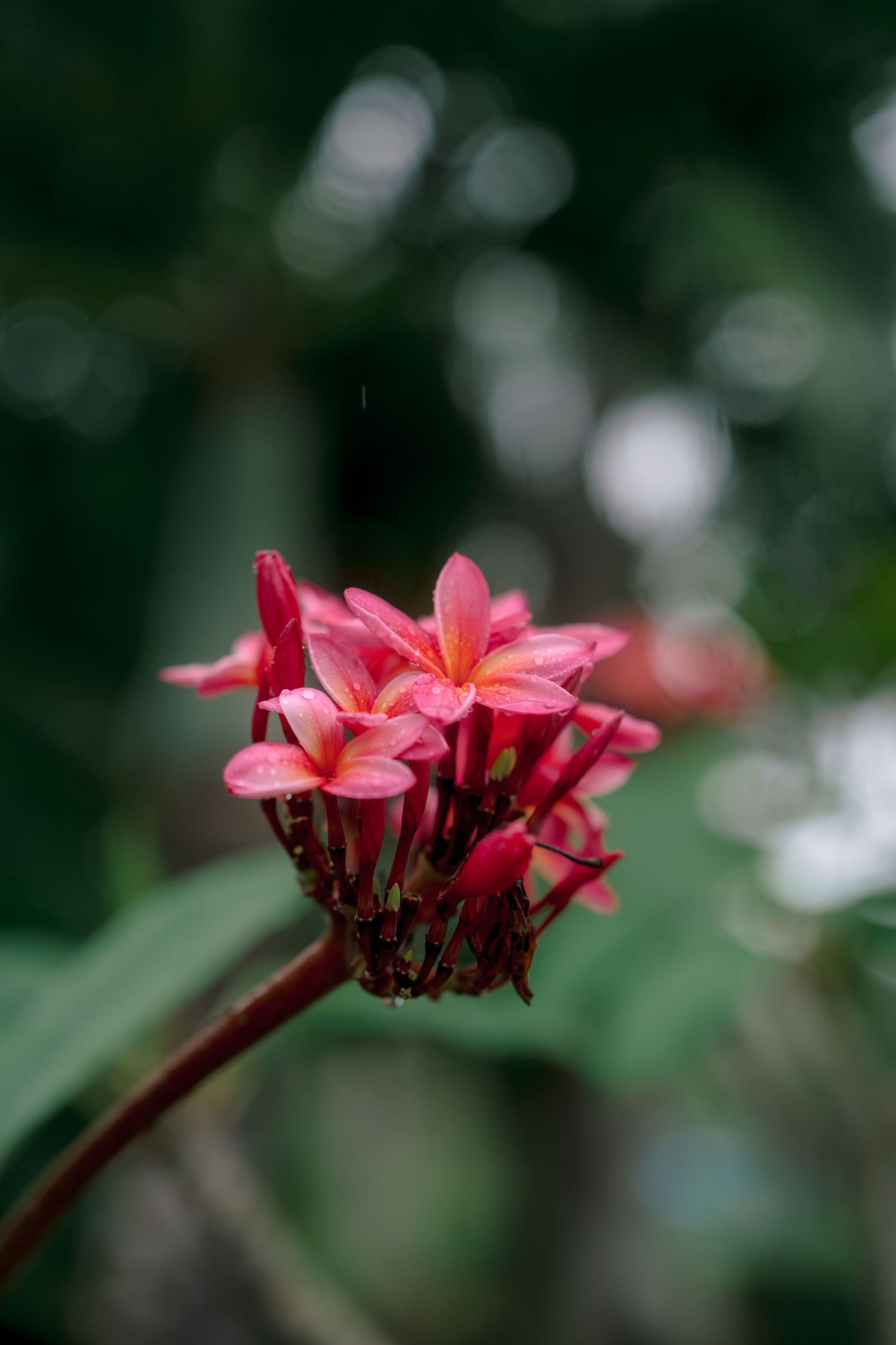 Close-up of vibrant pink plumeria flowers blooming on a stem with a blurred green background.