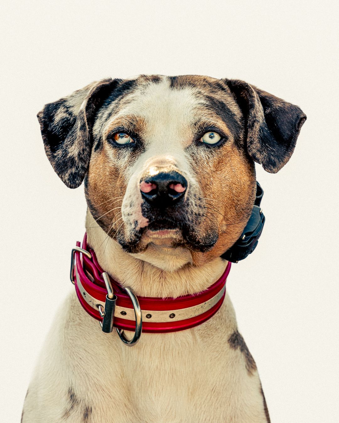 Close-up portrait of a Catahoula Leopard Dog with striking blue eyes wearing a red leather collar.