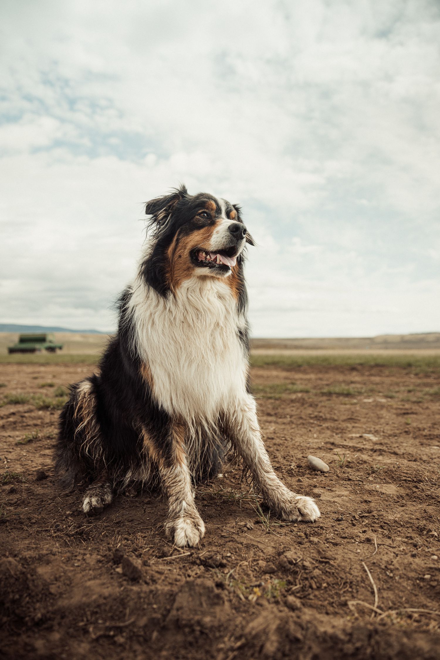 A tri-color Australian Shepherd dog sitting in a dirt field under a cloudy sky.