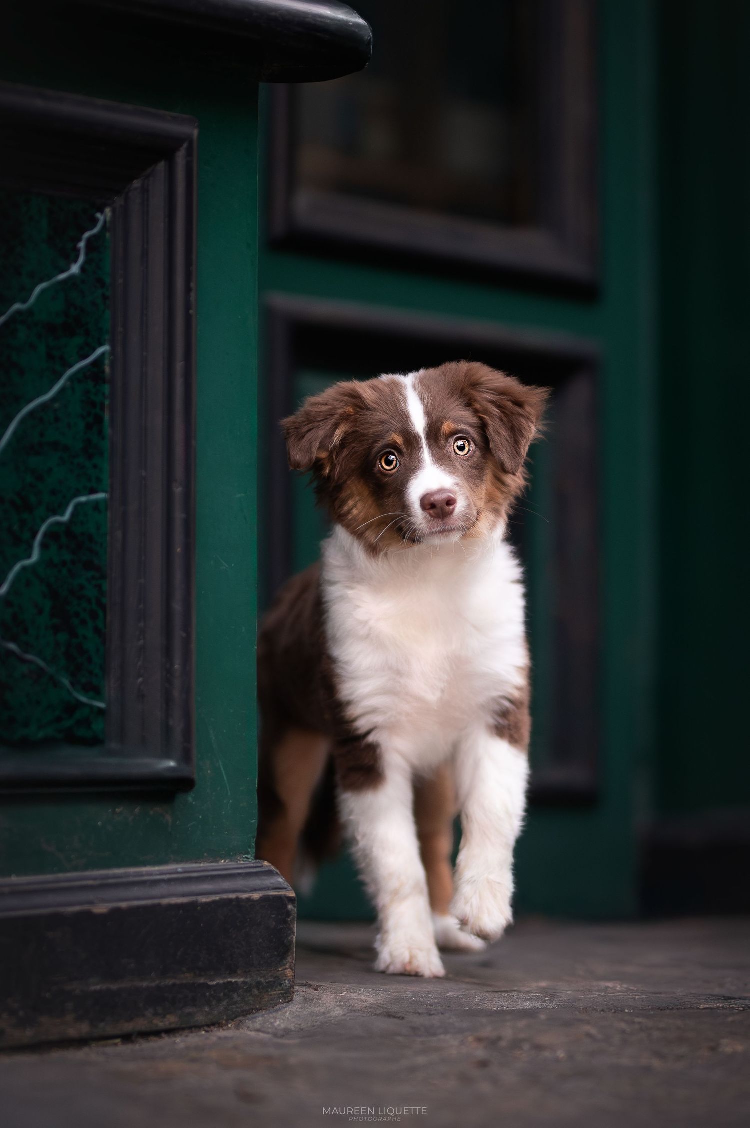 photo chien fontainebleau, seine et marne, ile de france, paris