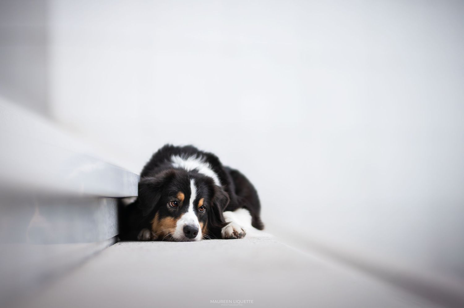 photo chien fontainebleau, seine et marne, ile de france, paris