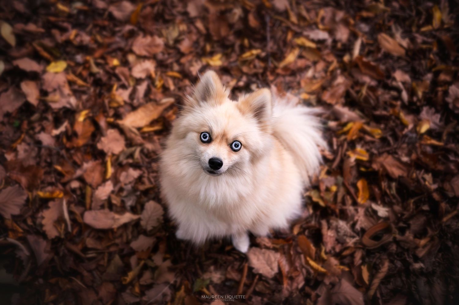 photo chien automne