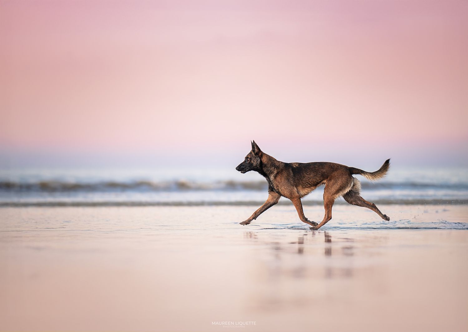 photo chien plage