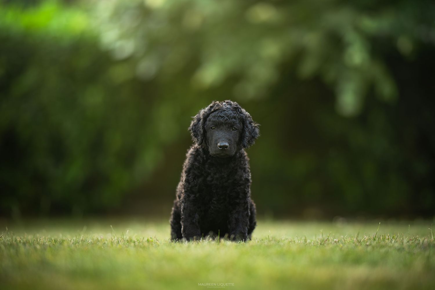 photo de chien éleveur