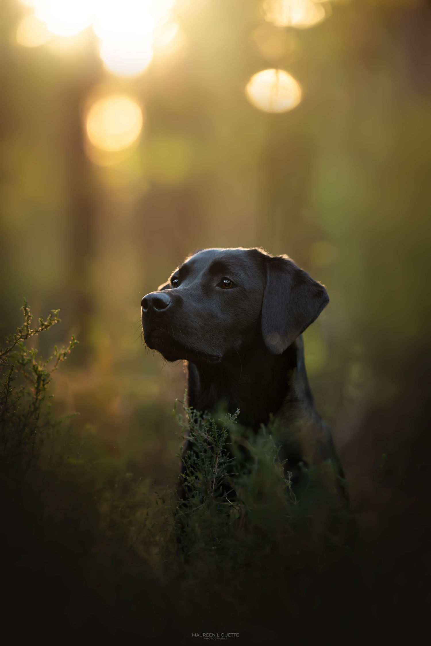 photo chien fontainebleau, seine et marne, ile de france, paris