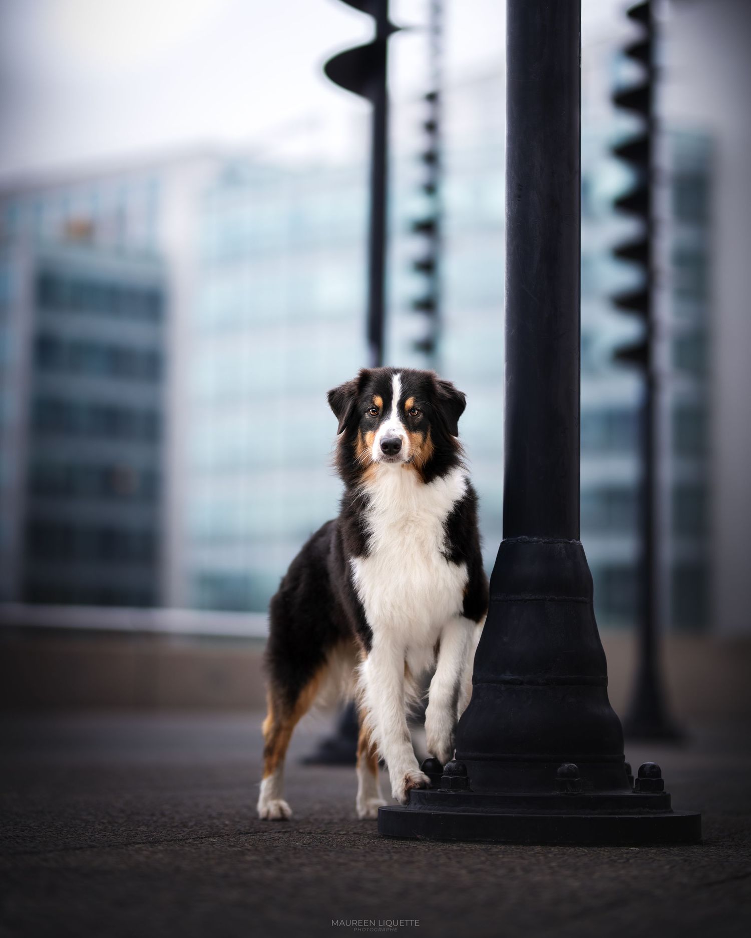 photo chien fontainebleau, seine et marne, ile de france, paris