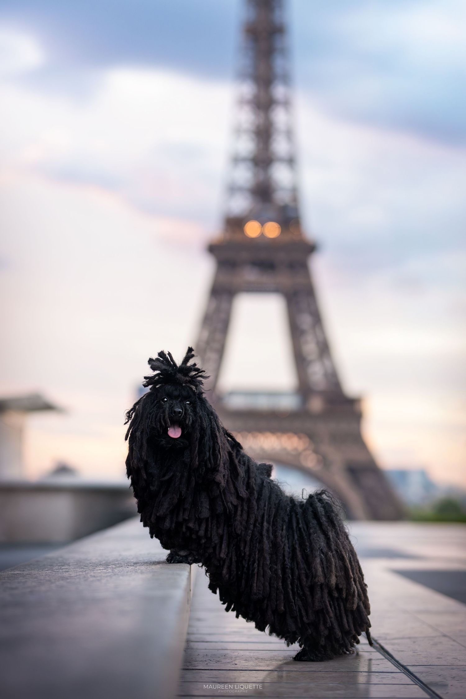 photo chien fontainebleau, seine et marne, ile de france, paris