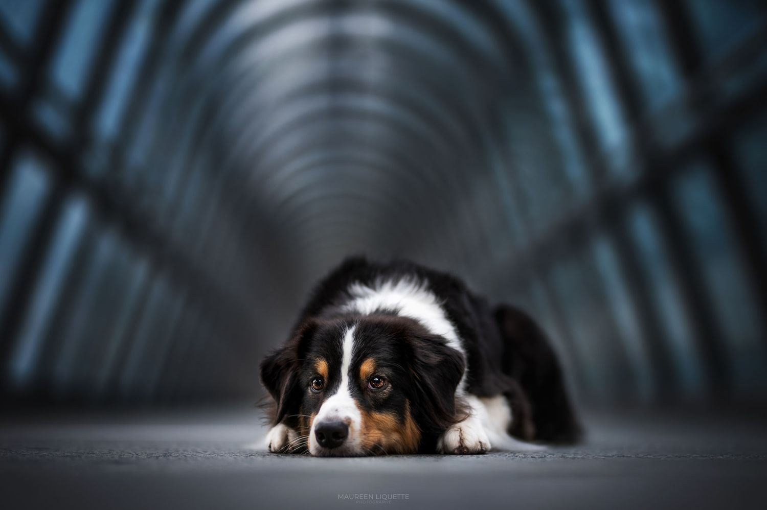 photo chien fontainebleau, seine et marne, ile de france, paris