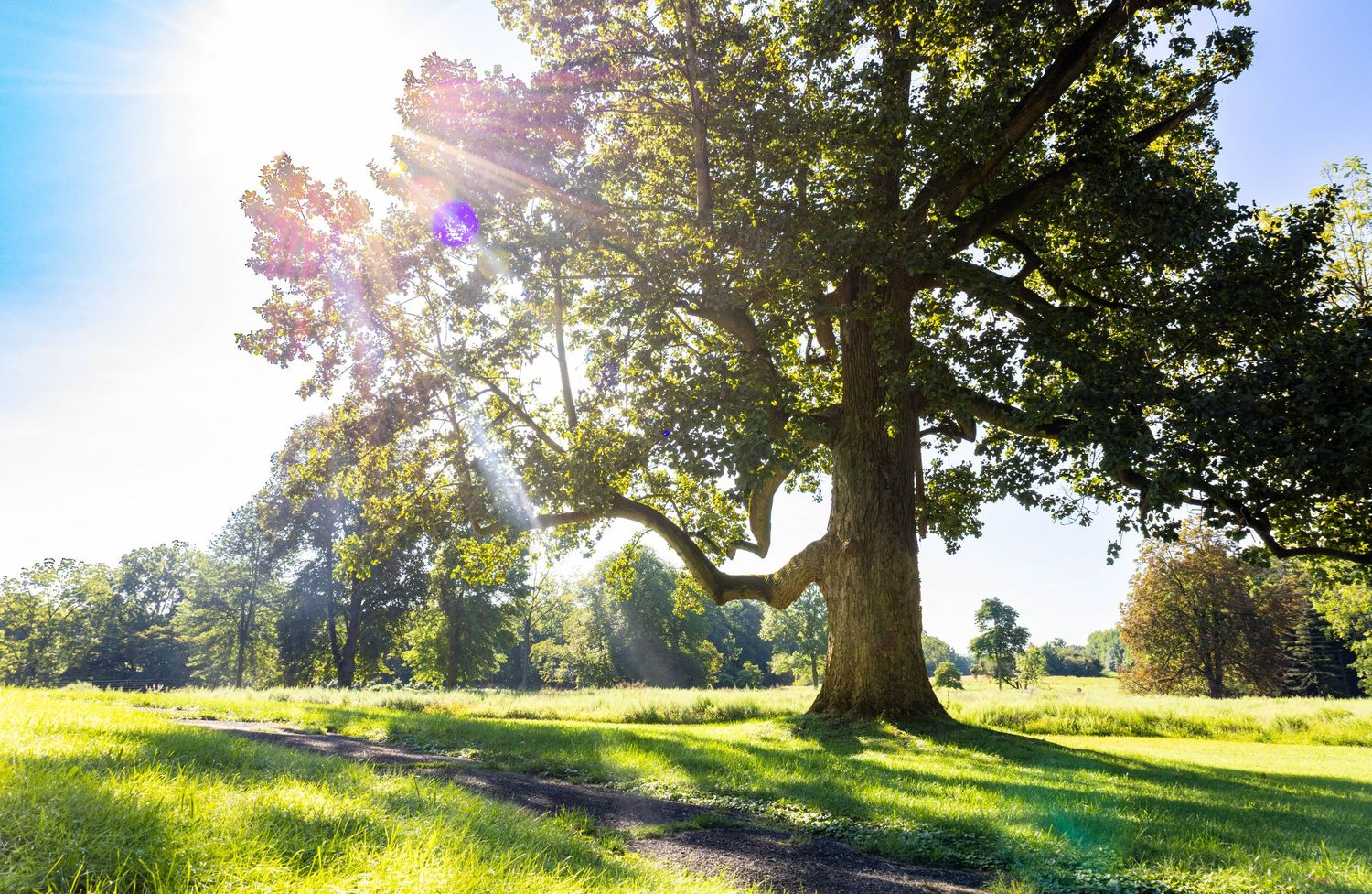 Sunlight streaming through a large oak tree in a lush green park on a bright sunny day.