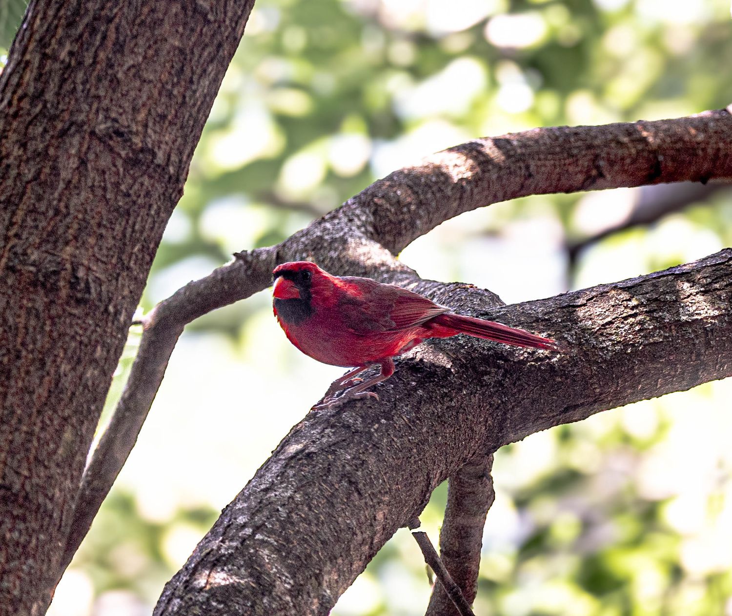 A vibrant male northern cardinal perched on a tree branch surrounded by green foliage in natural sunlight.