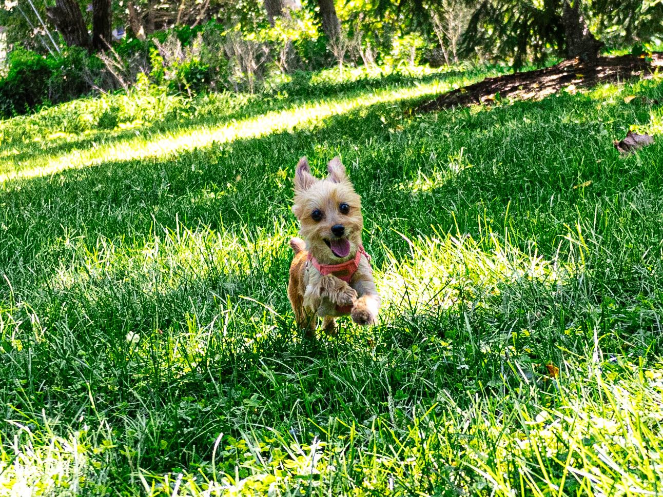 A small Yorkshire Terrier dog running joyfully across a lush green grass lawn on a sunny day.